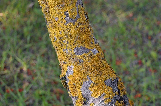 Tree Trunk Diseases