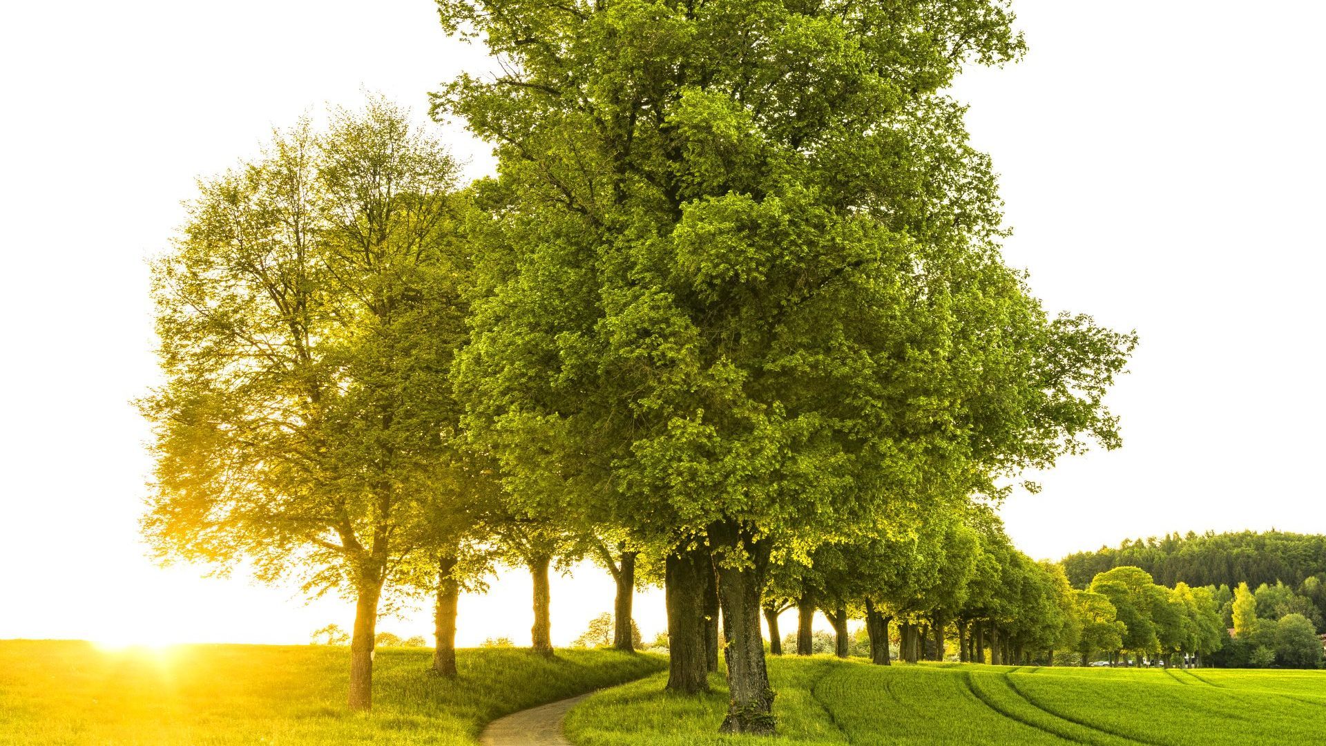 Tree Care tips