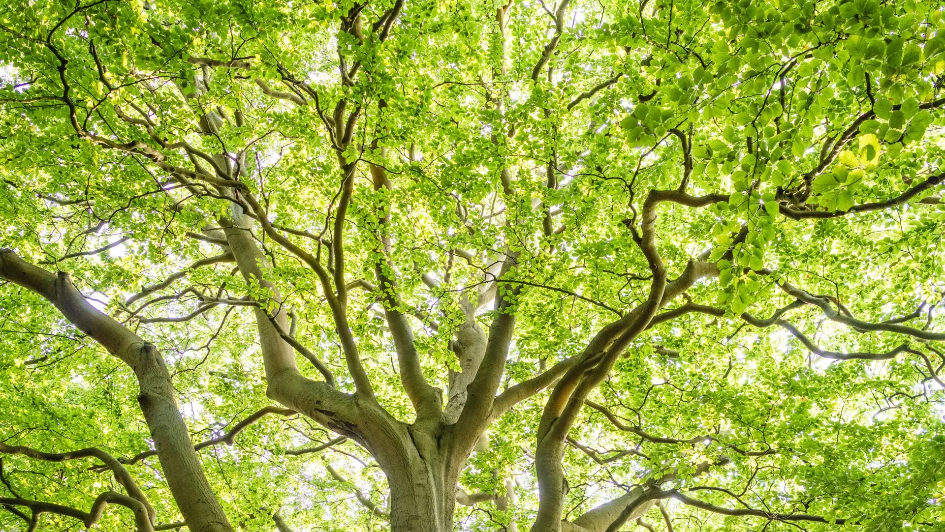 Tree Trimming Service