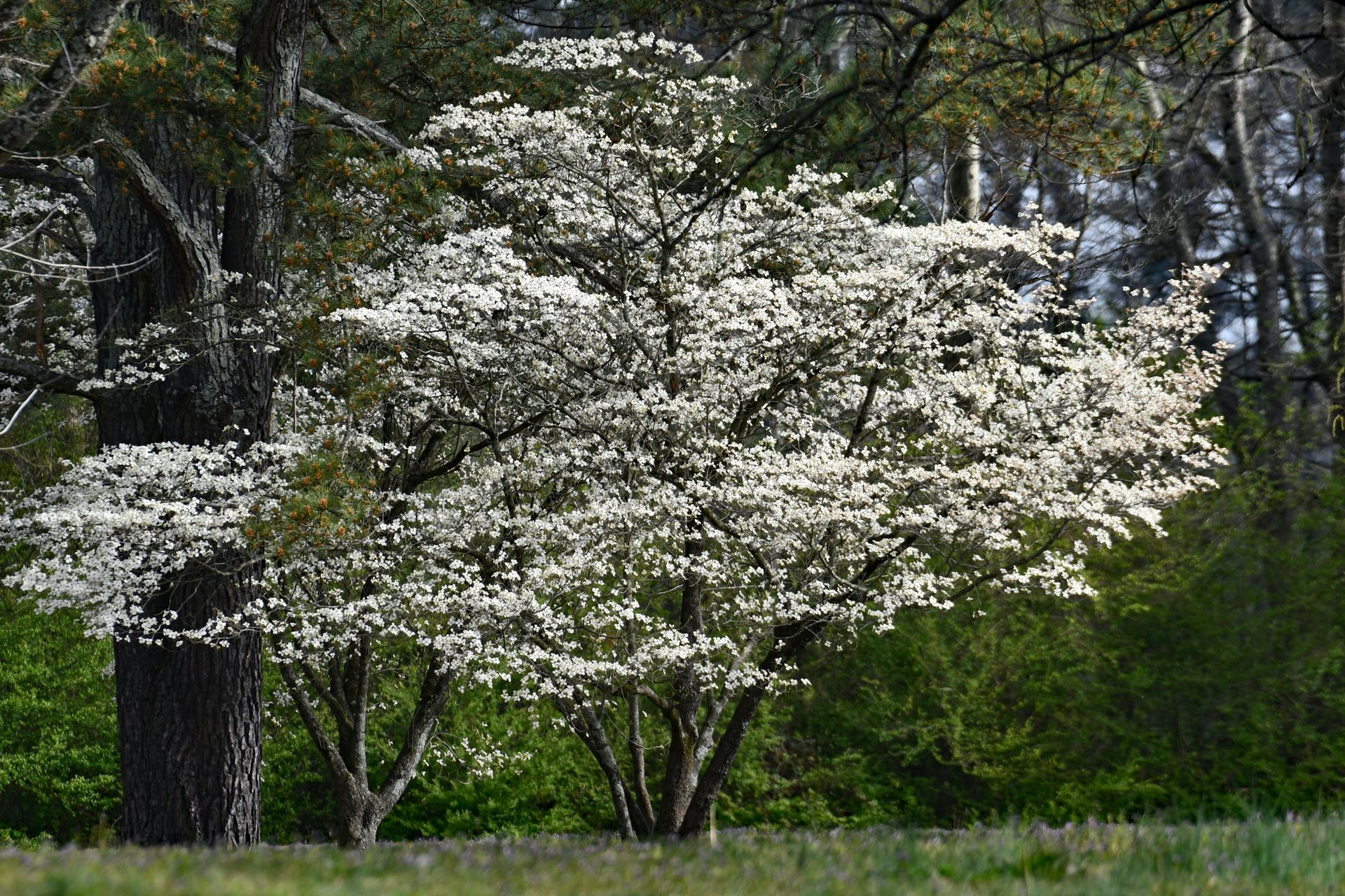dogwood tree dogwood tree
