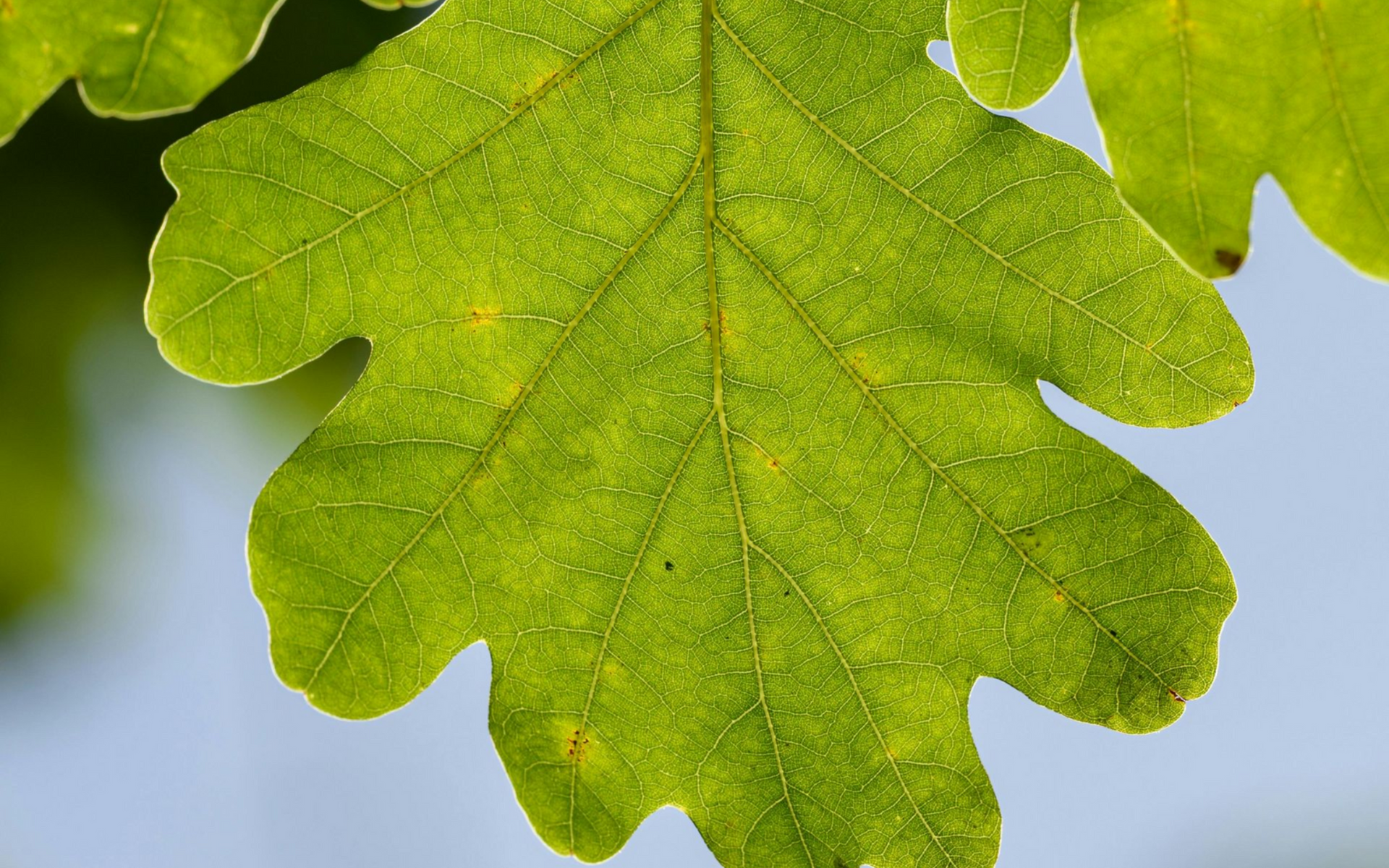 green leaf against a blue sky green leaf against a blue sky