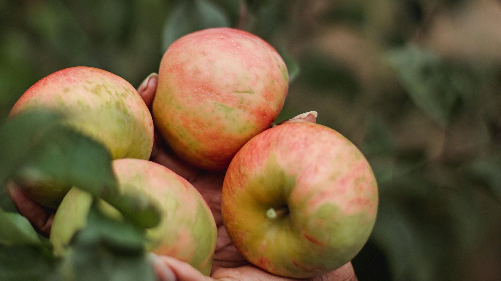 Fruit Tree Pruning Fruit Tree Pruning