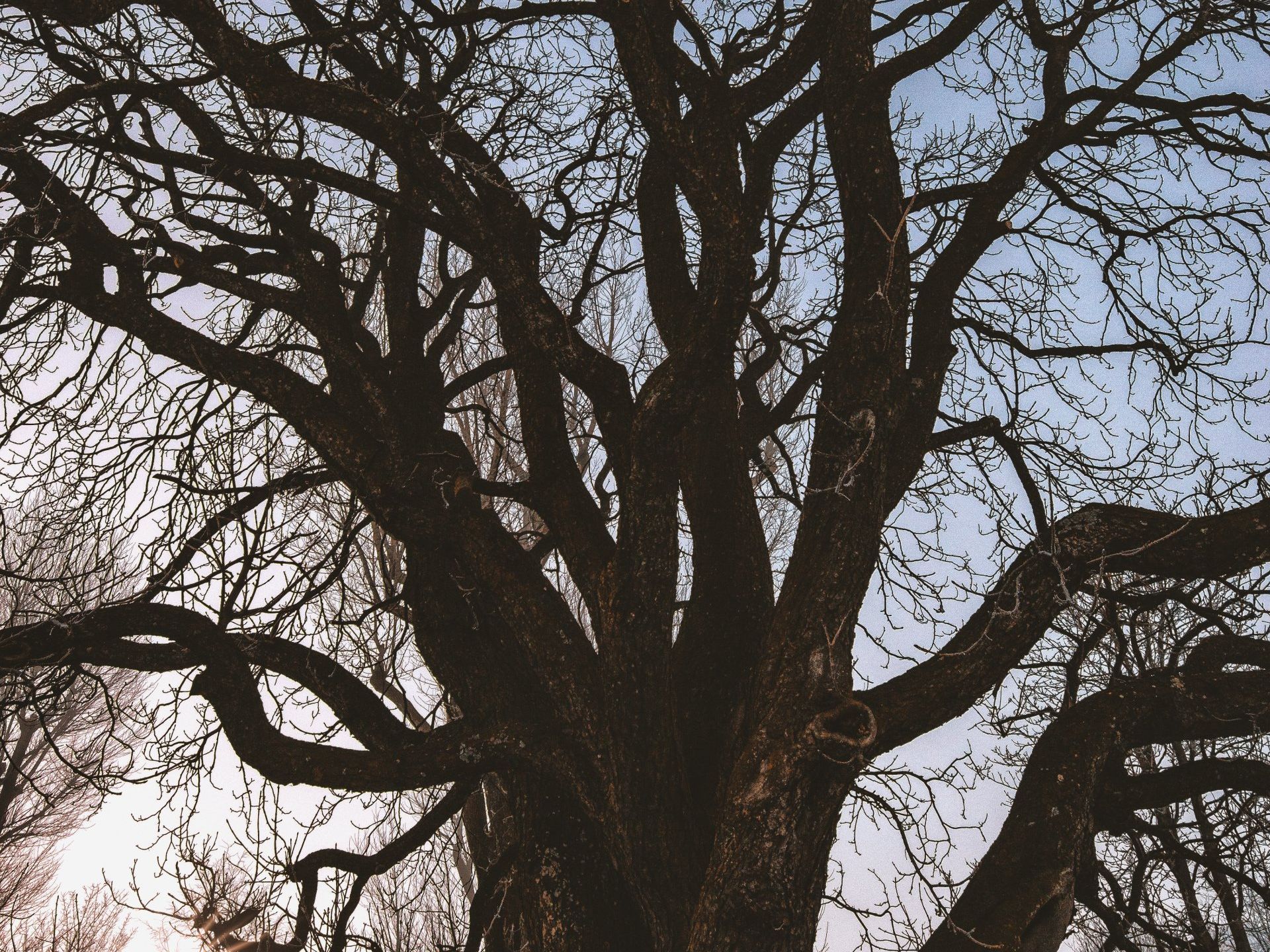 Which Trees are Safe, which are not? Which Trees are Safe, which are not?