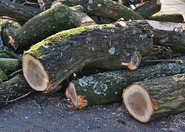 tree trunks