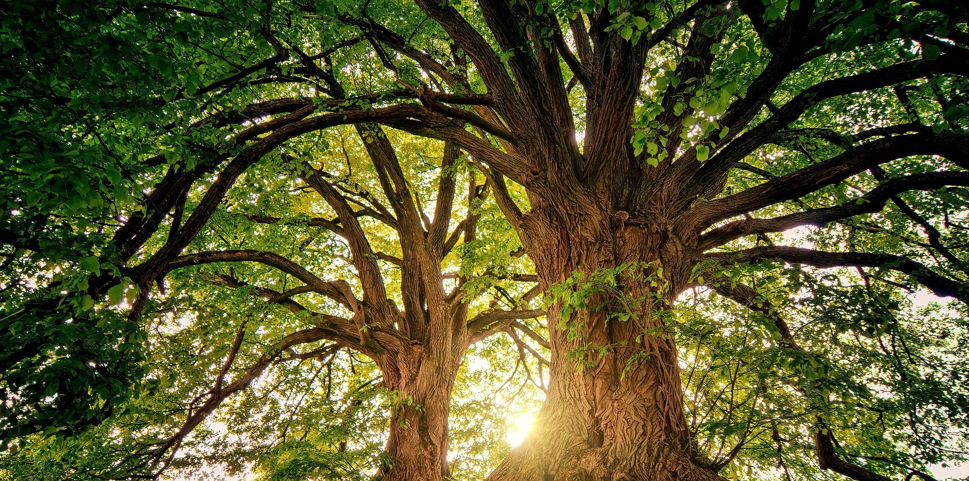 Common Tree Diseases