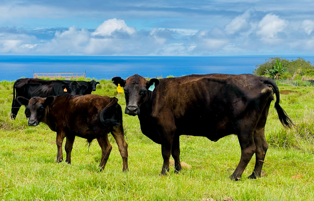 Grass Fed Cattle Ranch