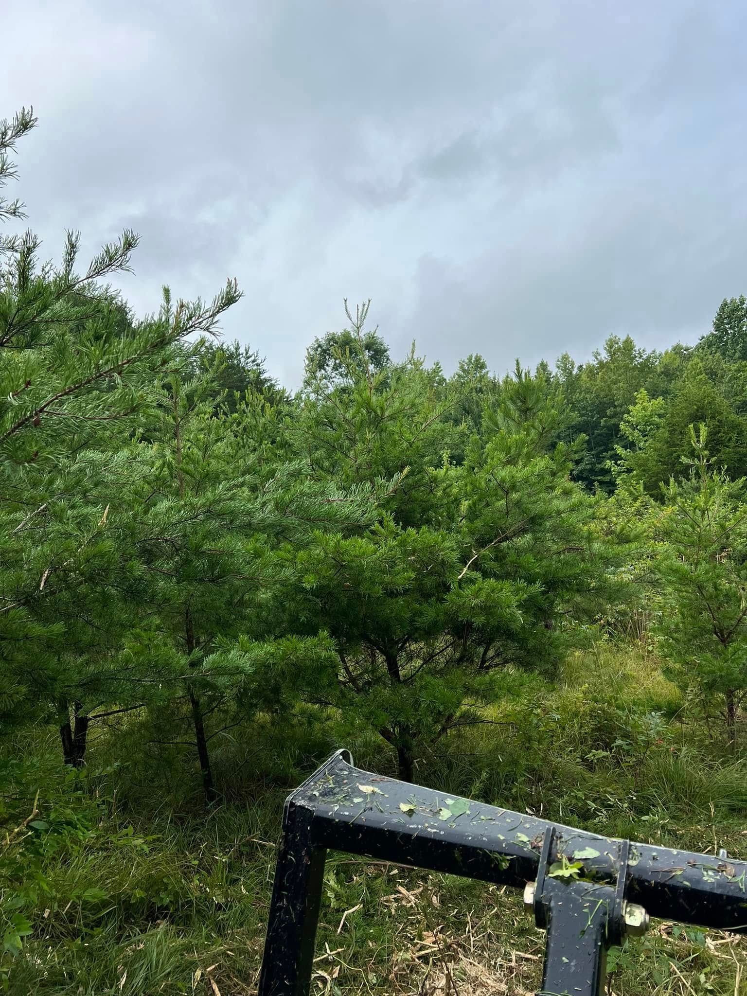 A view from a tractor looking out over a lush green orchard under a cloudy sky.