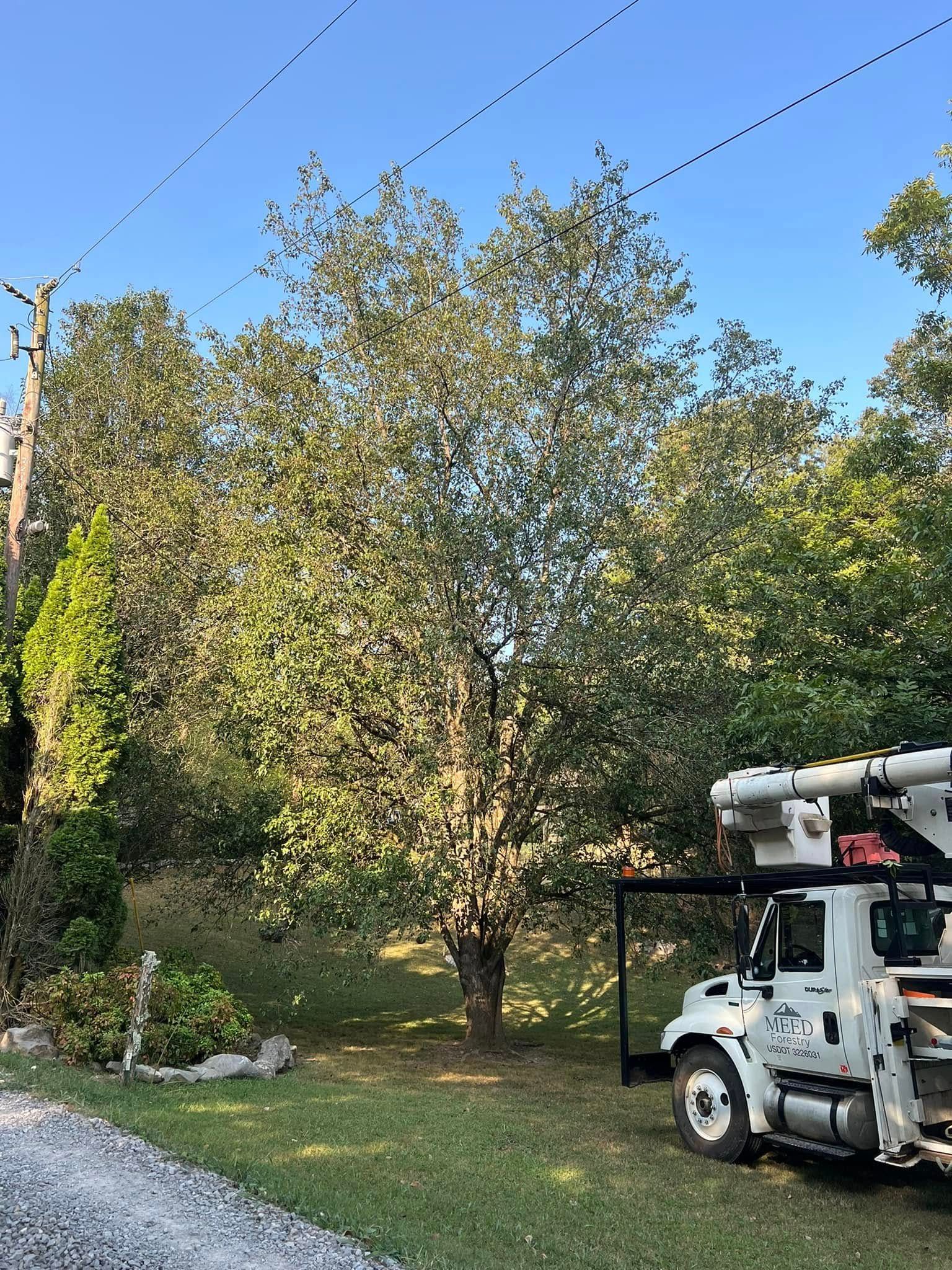 A large green tree stands near a white utility bucket truck on a grassy lawn under a clear blue sky.