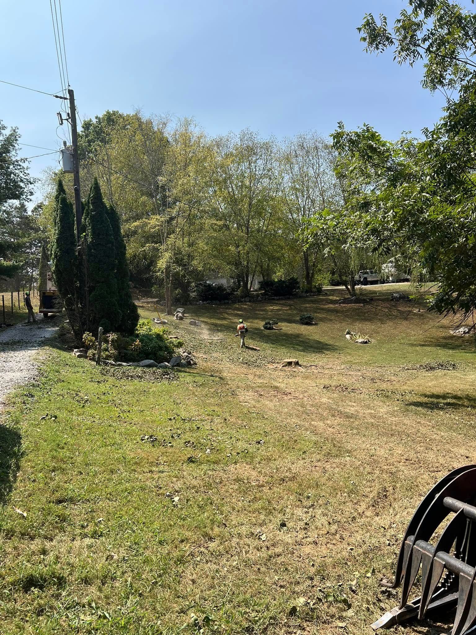 A sunny, grassy yard with scattered trees and a utility pole, framed by foliage in the foreground.