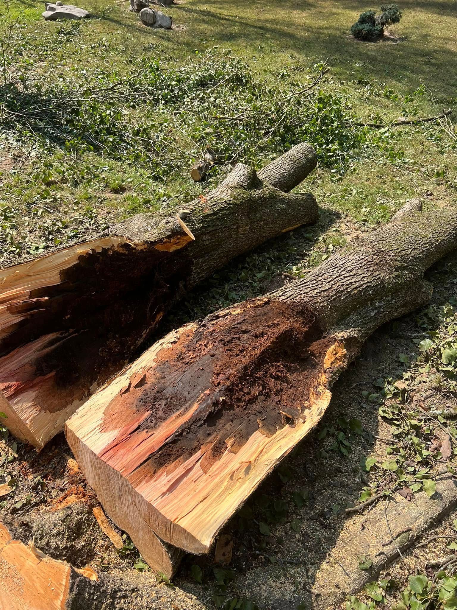 Two split tree logs lie on grass; the wood is light brown with dark, decayed, and splintered centers.