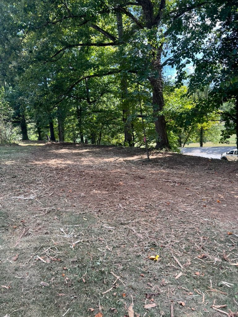 A patch of earth covered in fallen leaves sits in the foreground with a line of tall, leafy green trees in the background.