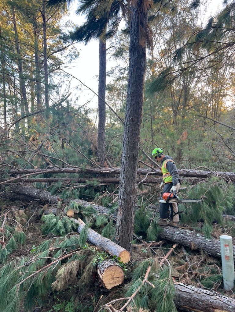 A logger in a neon vest and green hard hat uses a chainsaw to clear fallen tree branches in a wooded forest.