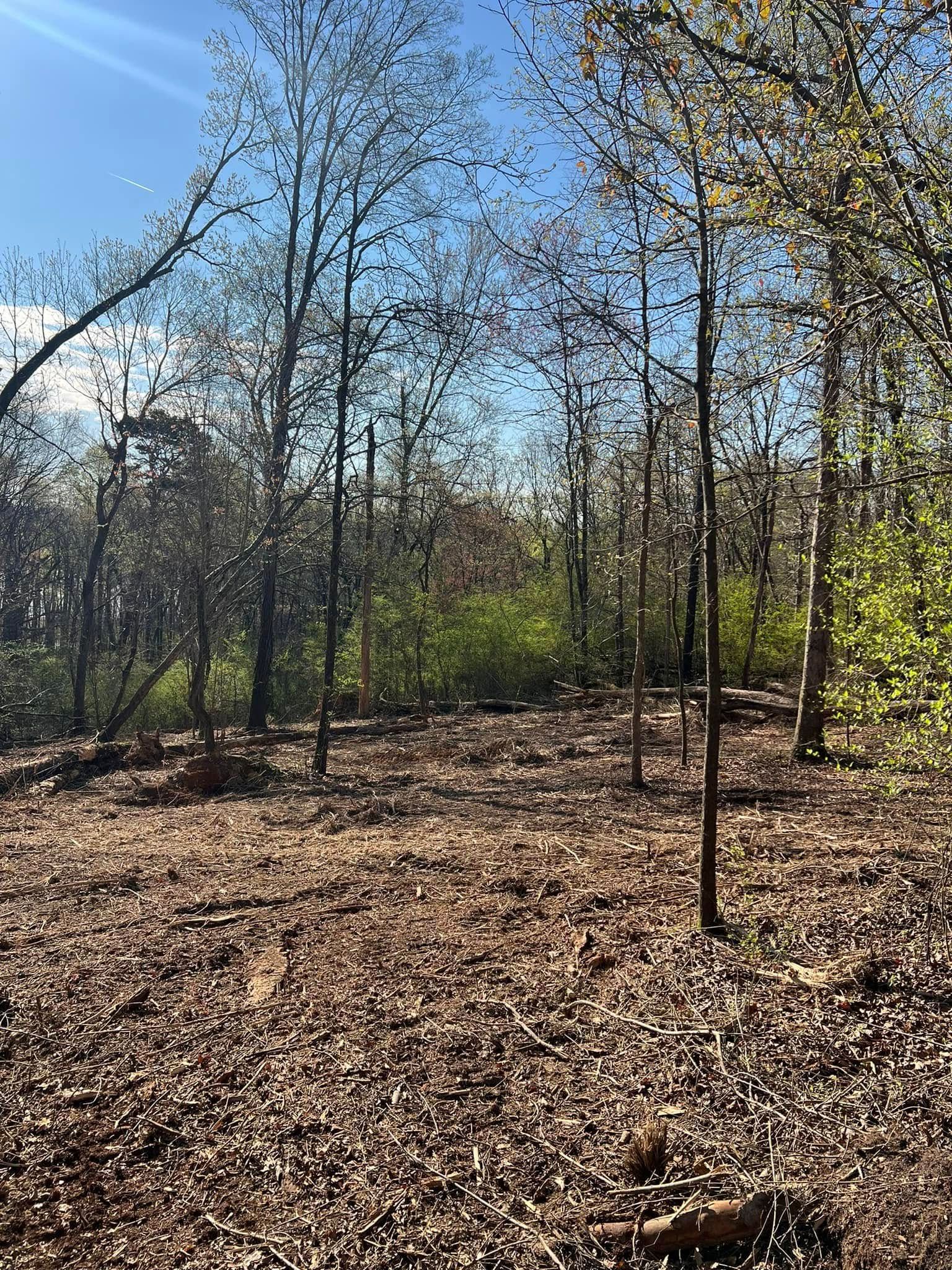 A forest floor covered in brown, dried leaves, with sparse, thin trees and a patch of vibrant green brush in the distance.