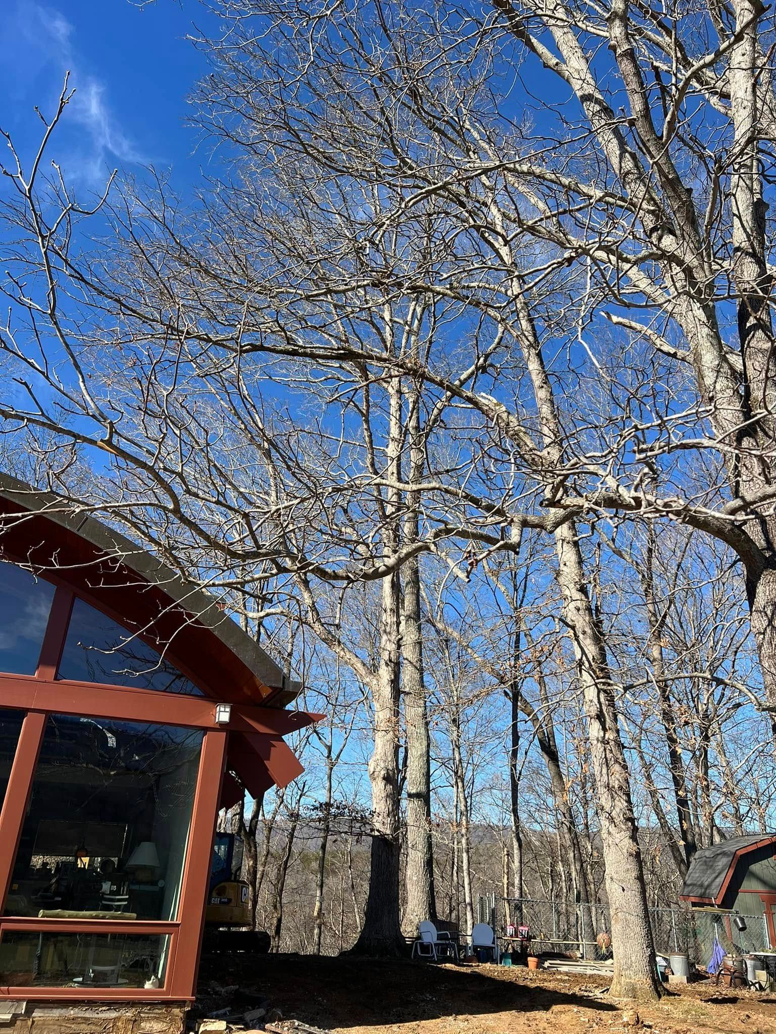 A modern building with large glass windows sits under a bright blue sky among tall, leafless trees in winter.
