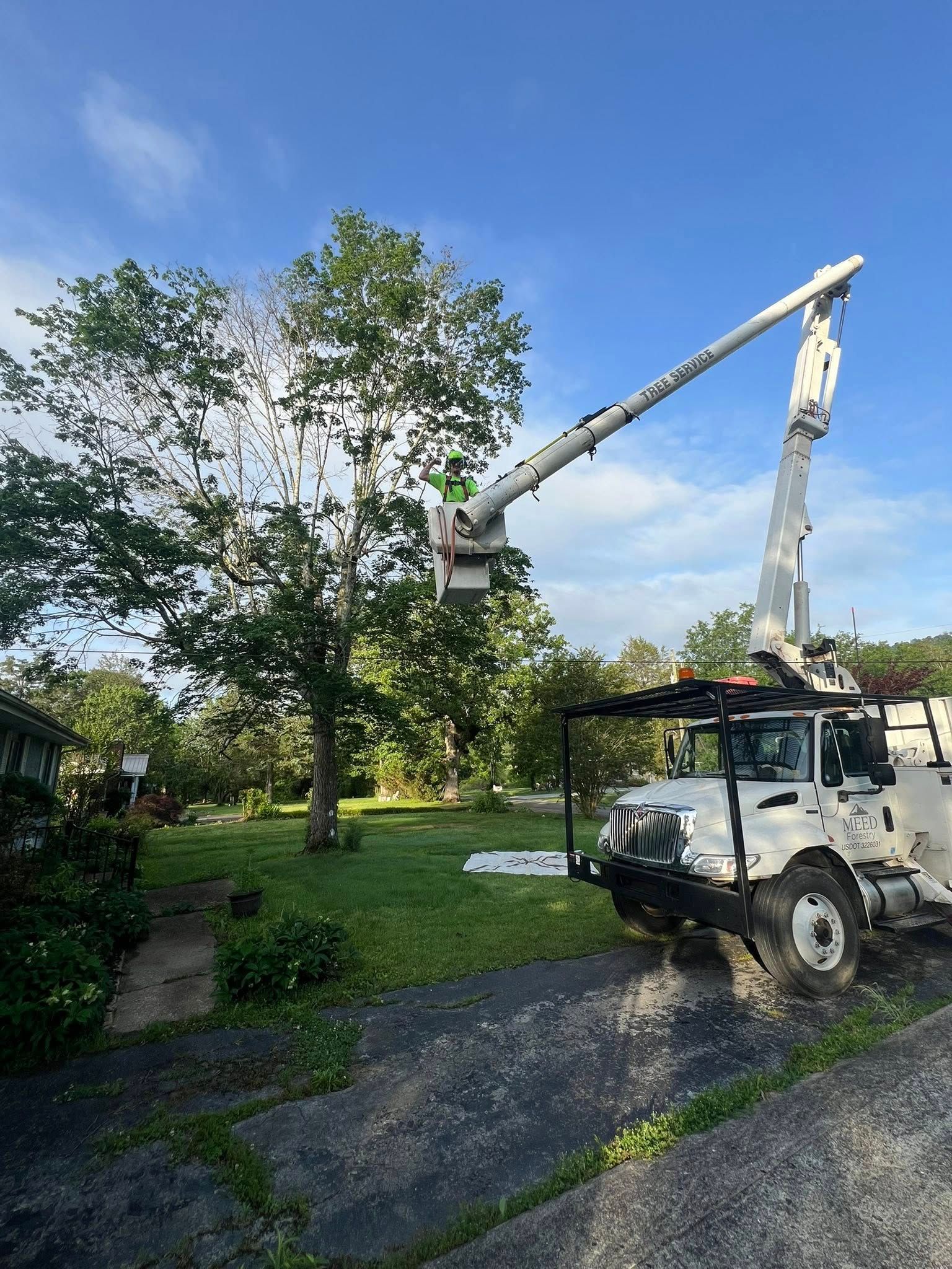 A white bucket truck is parked on a driveway with its boom arm extended high into a large tree for maintenance.