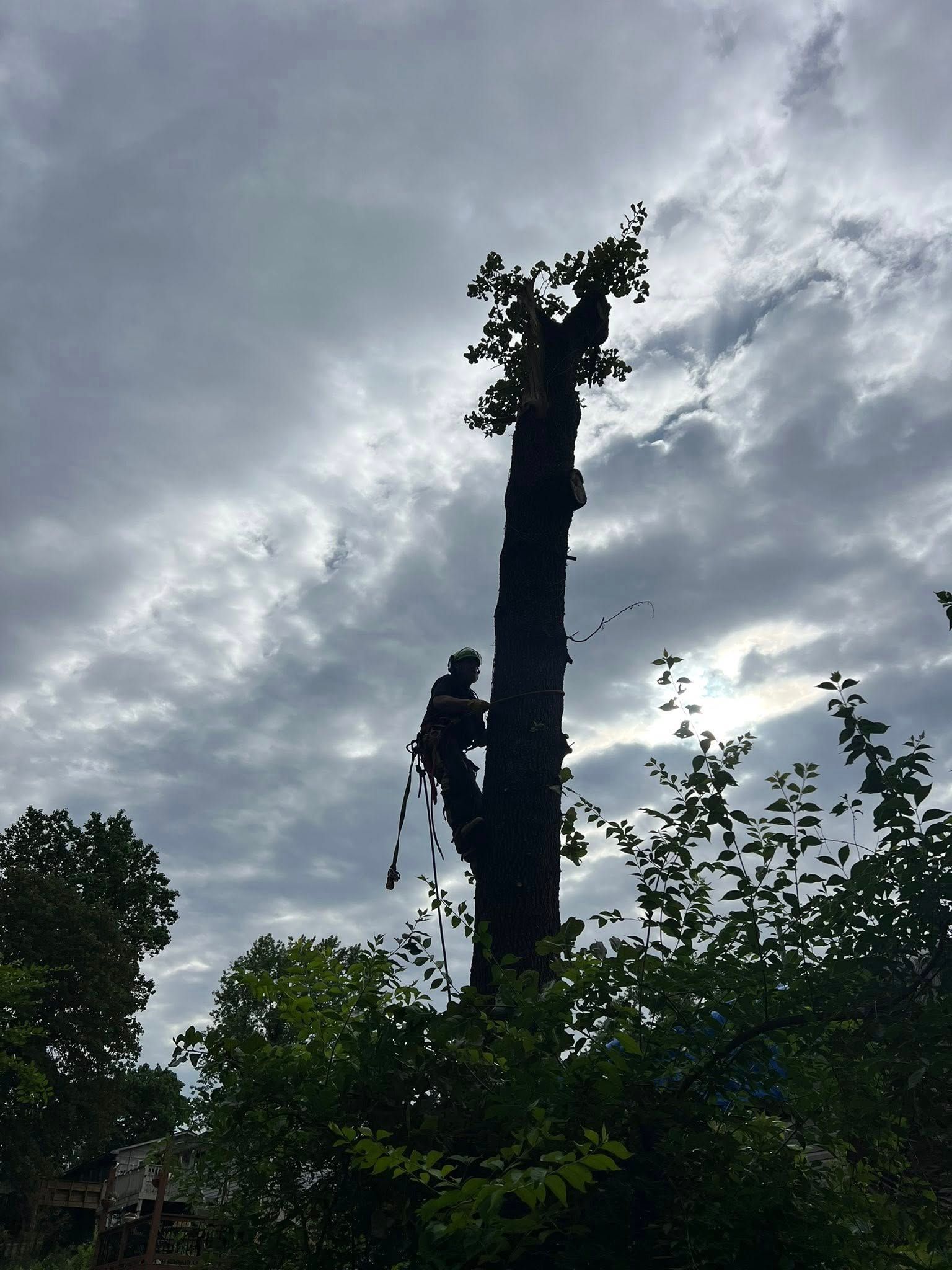 A worker in climbing gear cuts the top off a tall, bare tree against a cloudy sky.