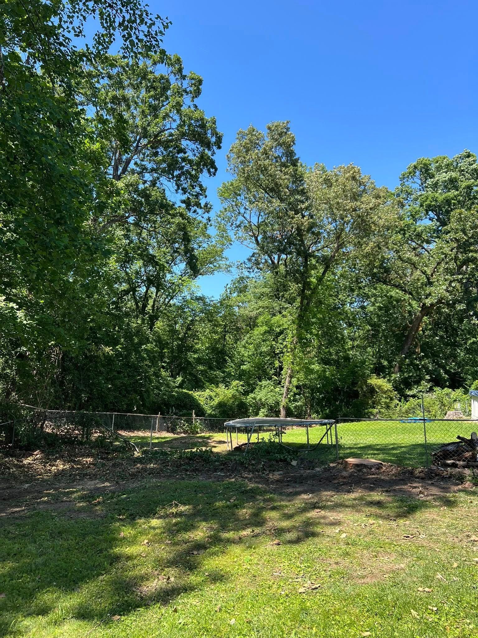 A sunlit backyard lawn framed by dense green trees under a clear blue sky, with a trampoline visible in the distance.