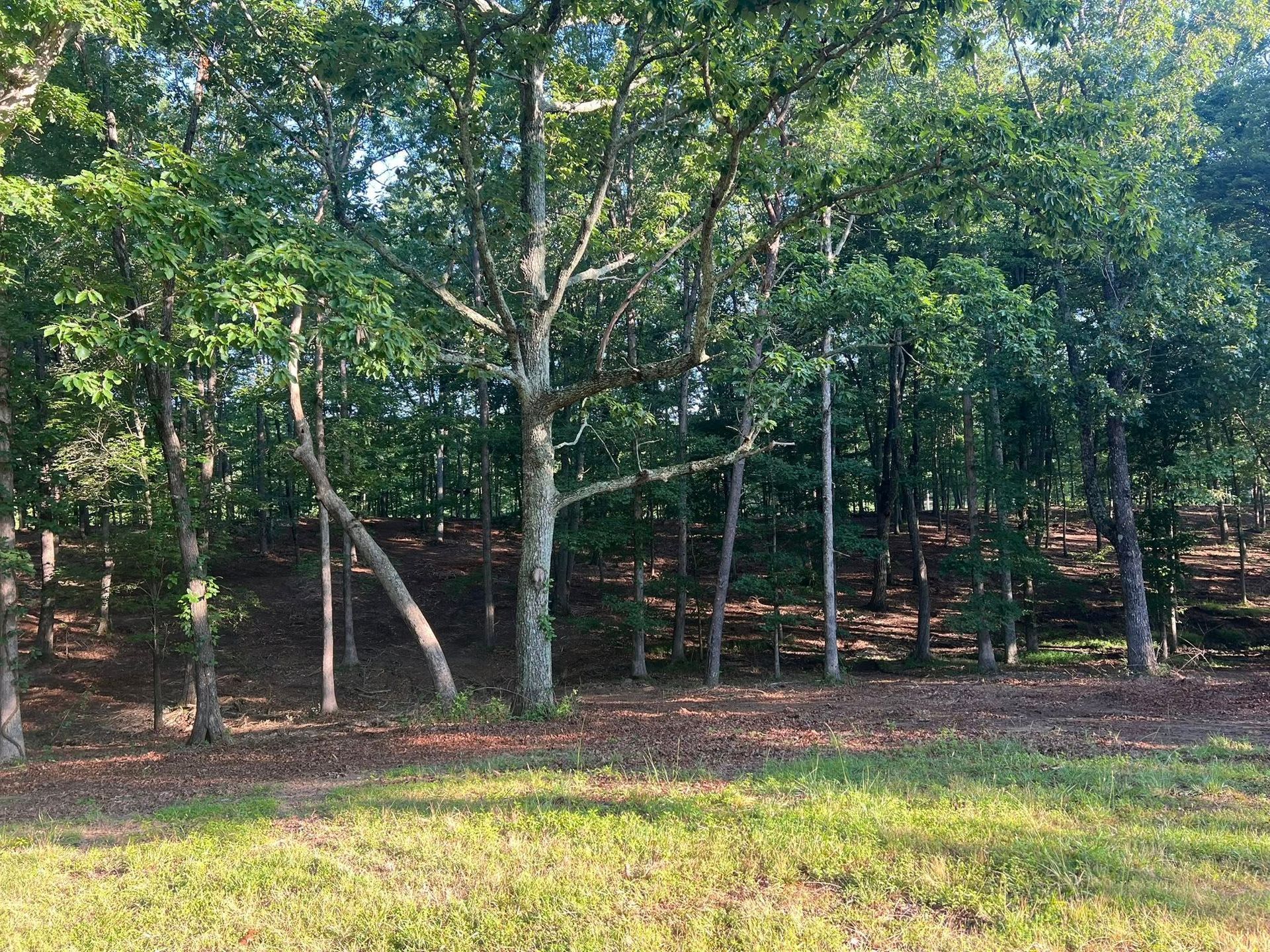 A lush forest edge with dense green trees and a sunlit clearing in the foreground covered in brown fallen leaves.