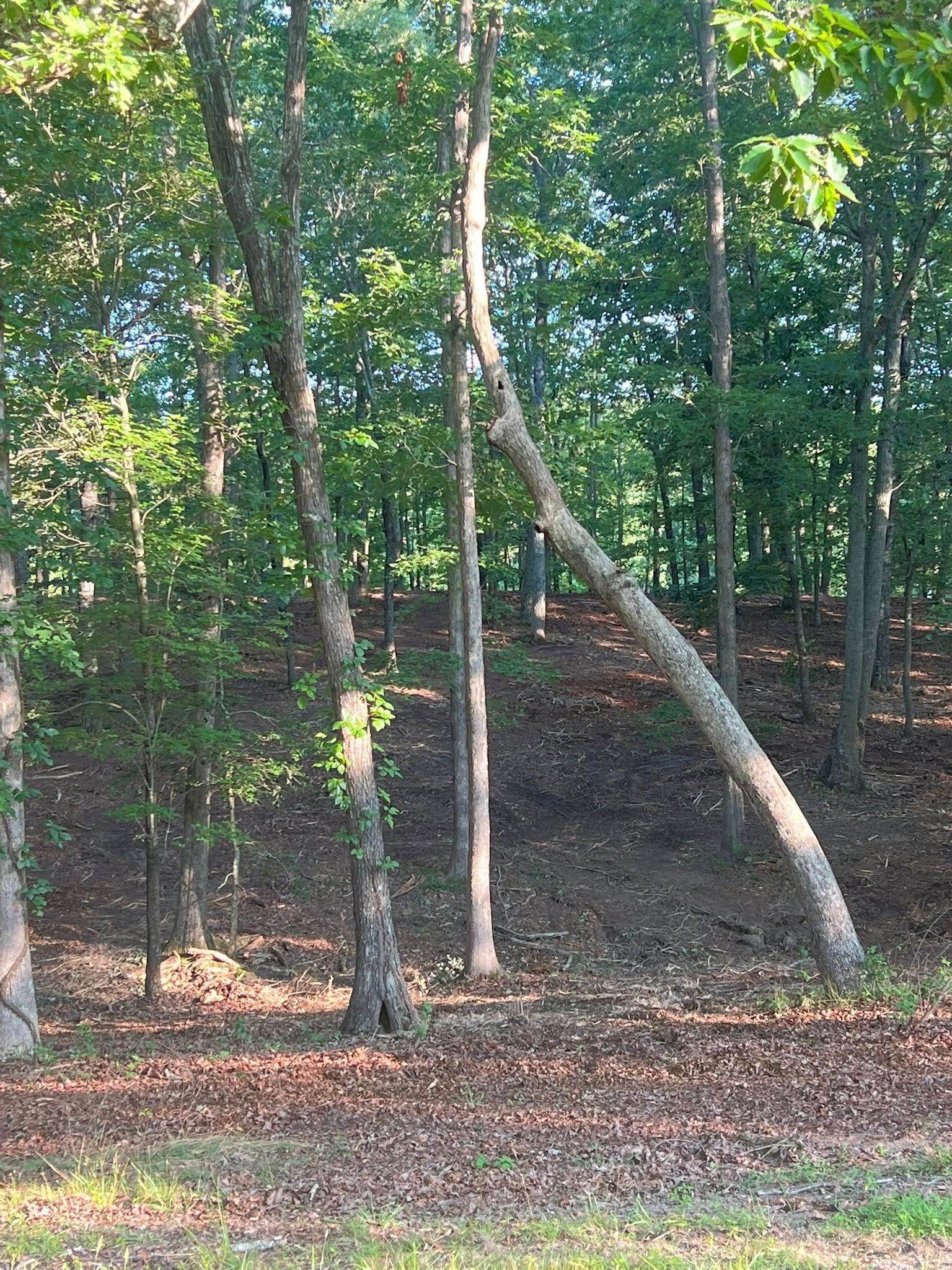 A sunlit, wooded area featuring trees with green foliage on a sloped, leaf-covered forest floor.