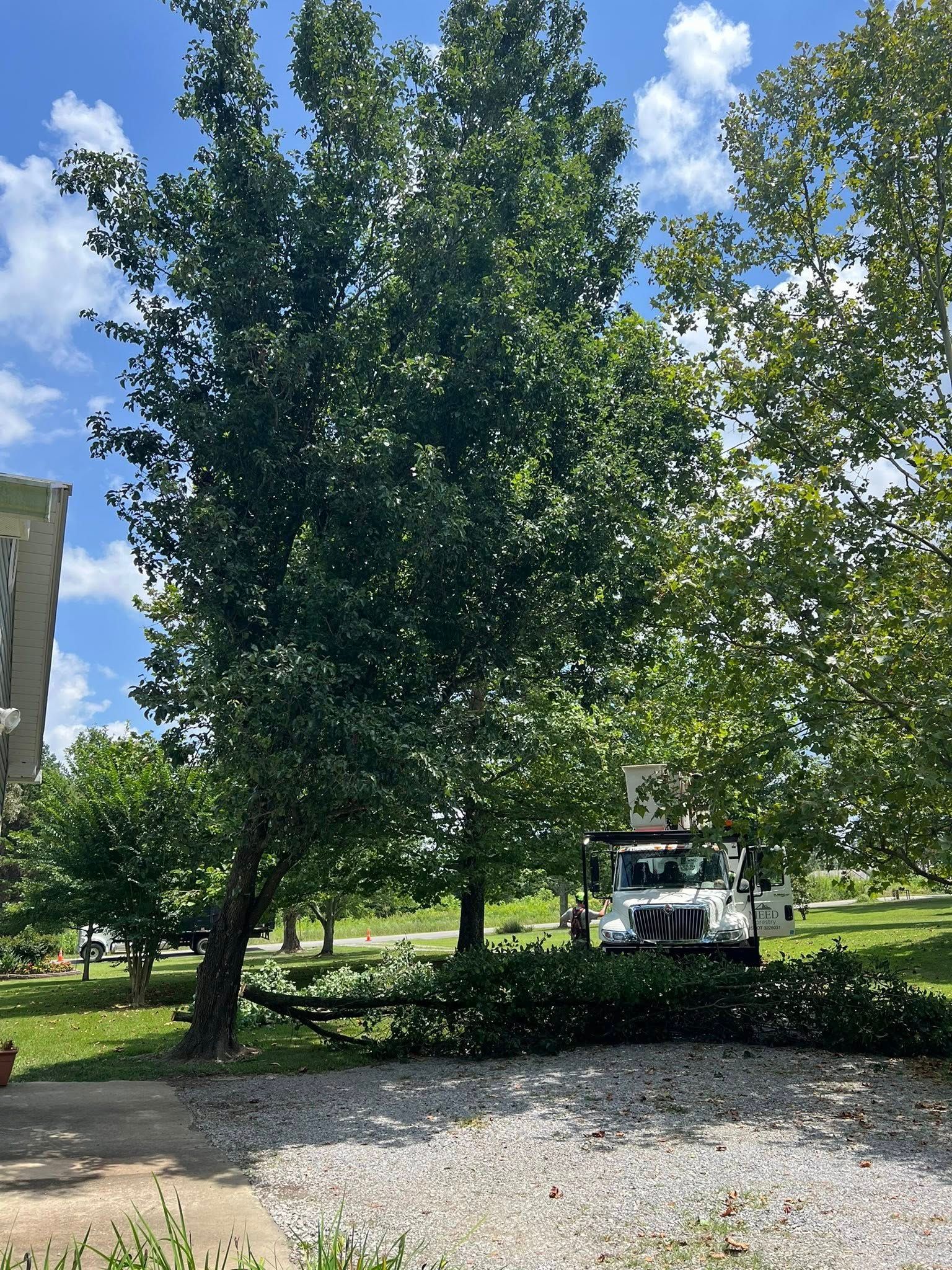 A white utility truck with an extended bucket sits beneath tall, green trees on a sunny day.