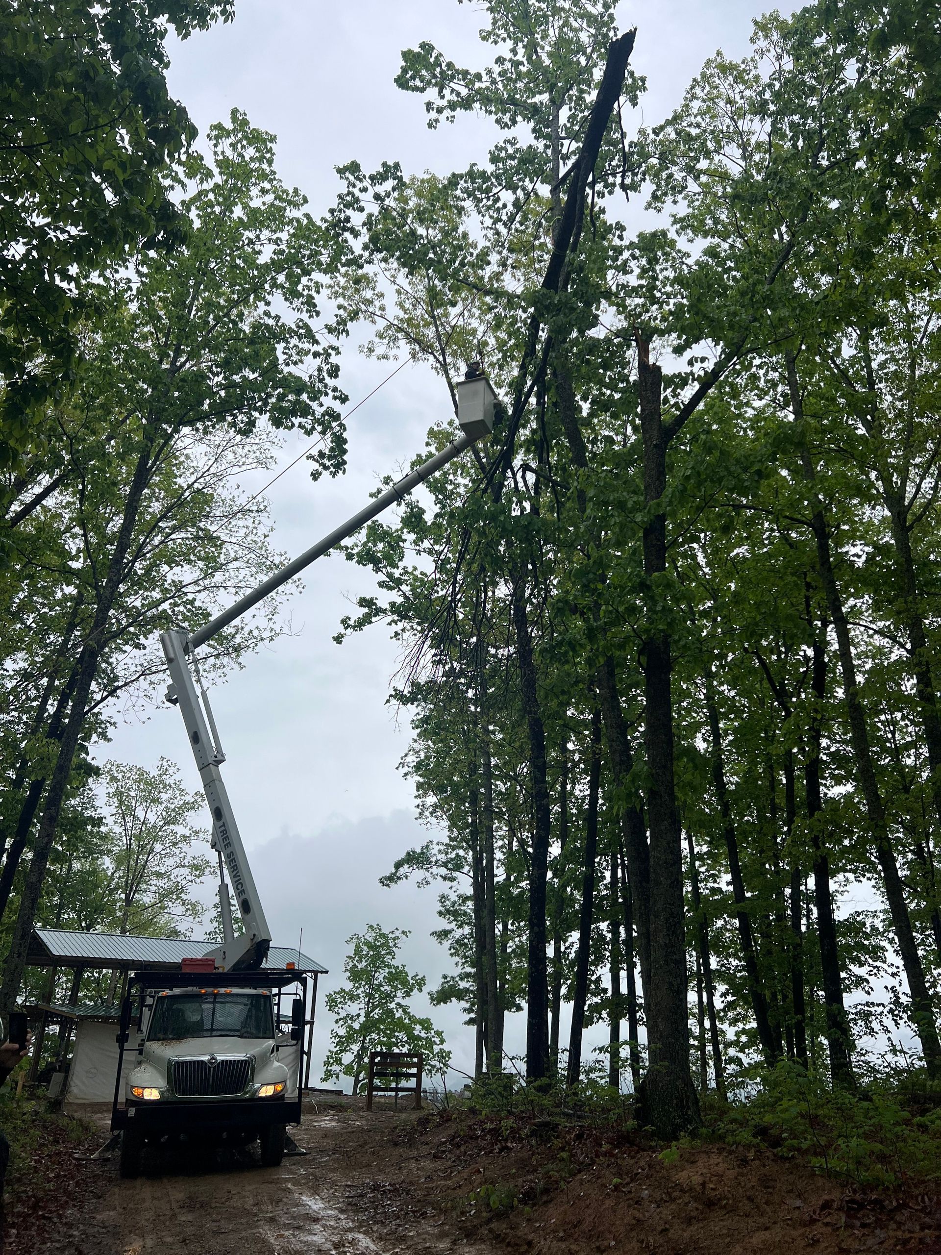 A utility truck with an extended bucket lift is positioned in a wooded area, reaching toward the canopy of a tall tree.