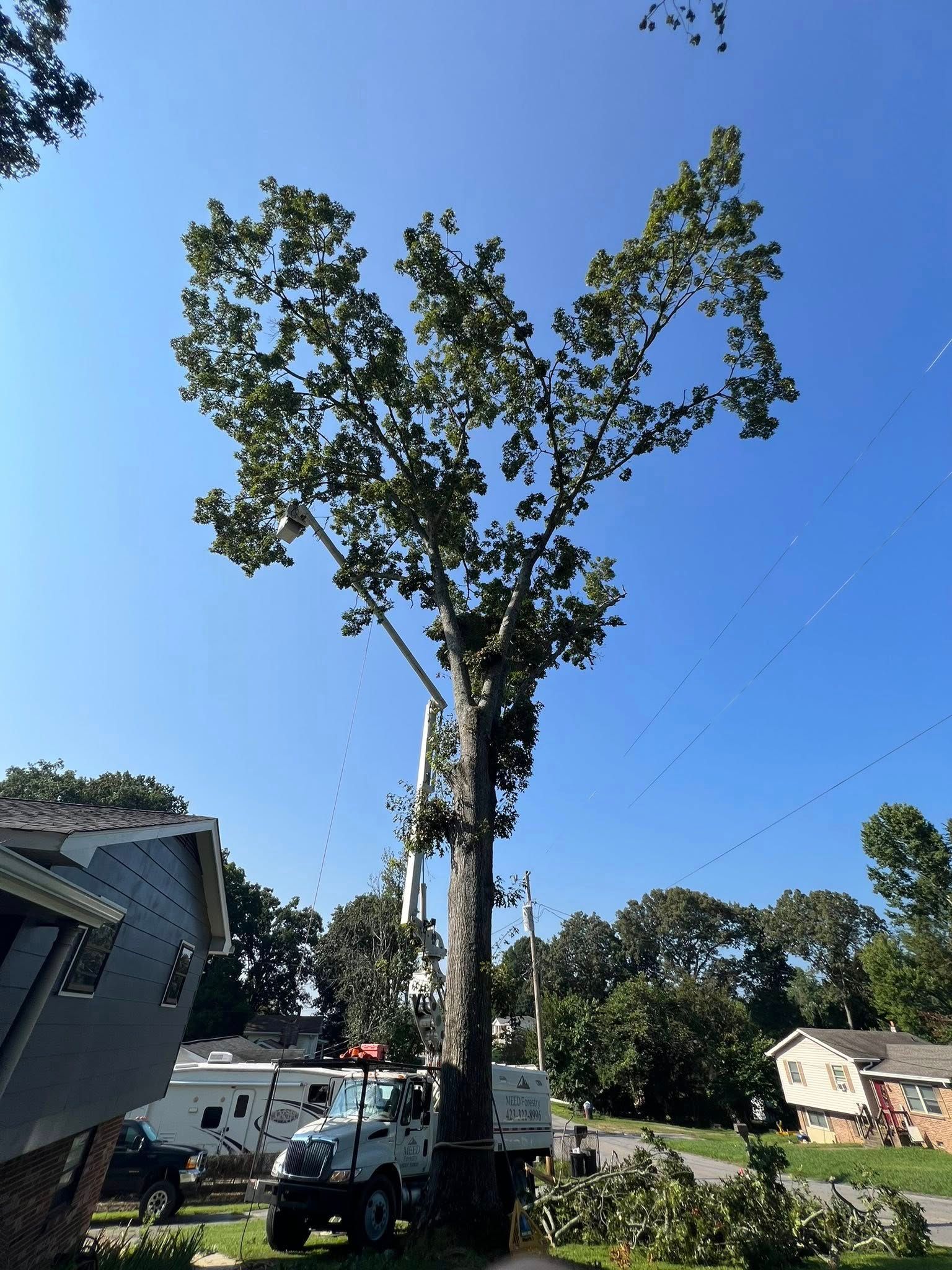 A worker in a cherry picker trims a tall tree in a residential neighborhood under a clear blue sky.