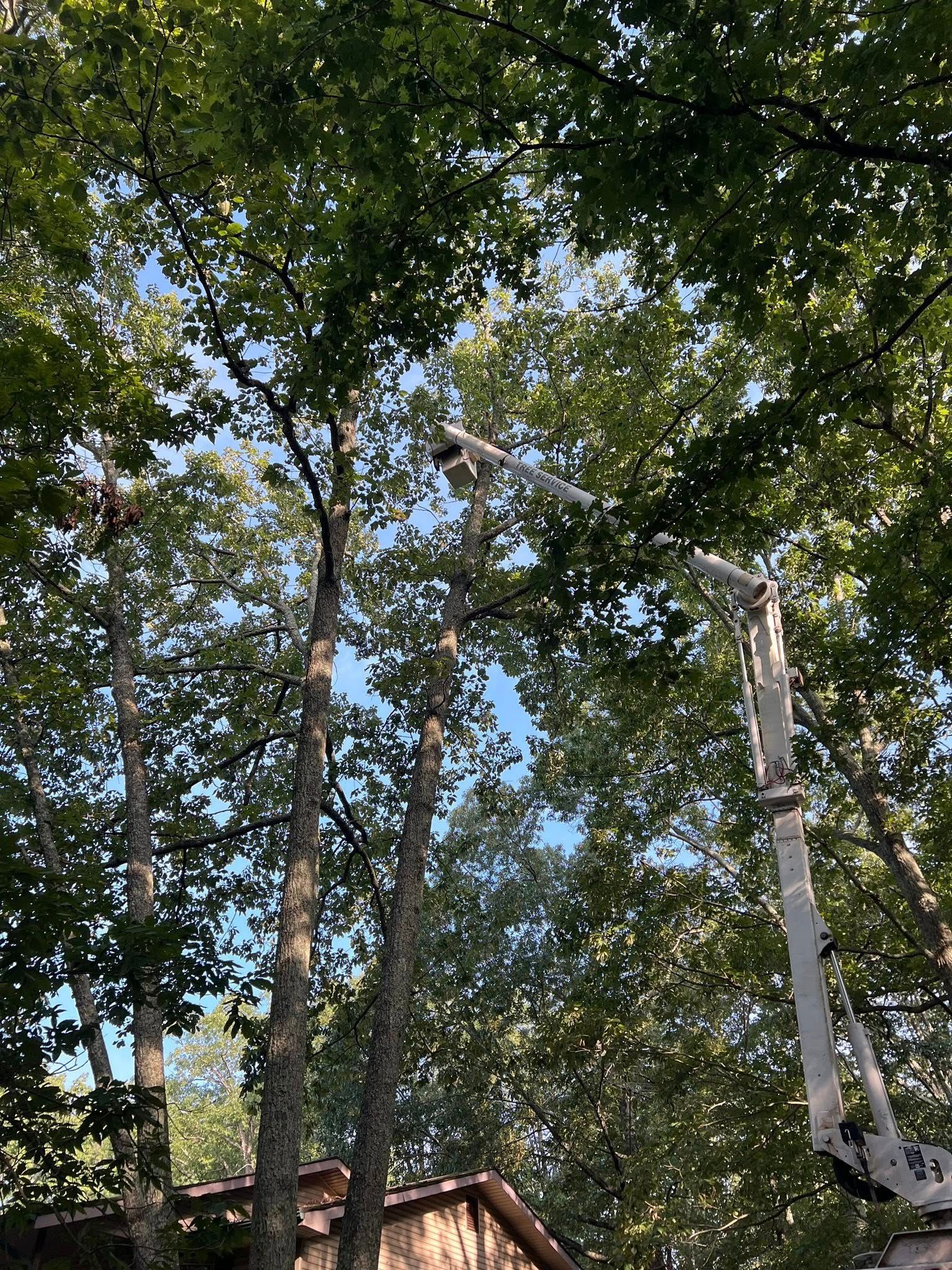 A cherry picker crane reaches high into a dense green canopy of trees near a building rooftop under a clear blue sky.