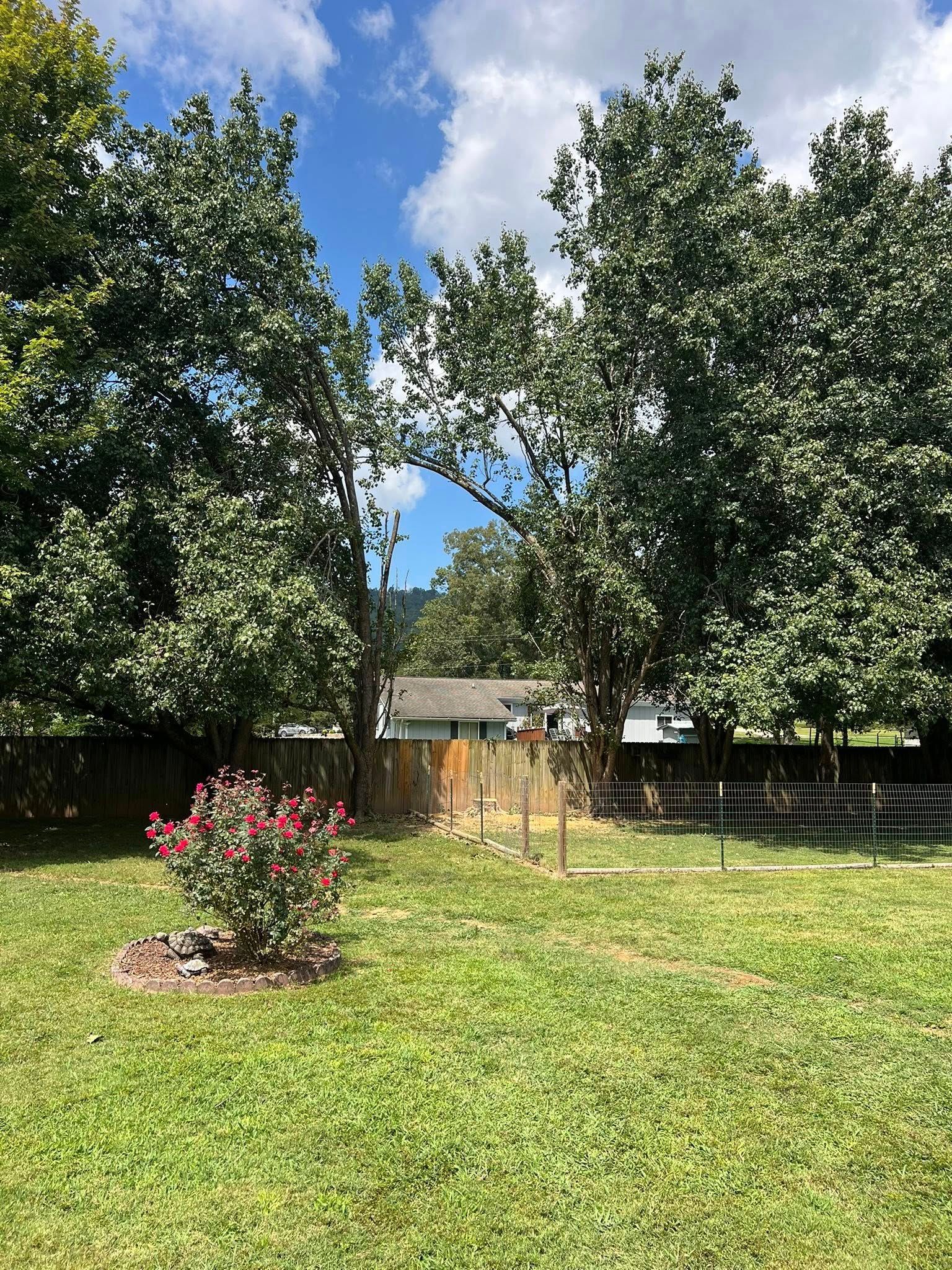A grassy backyard features a small rose bush in the foreground, a wooden fence, and tall trees under a blue sky.