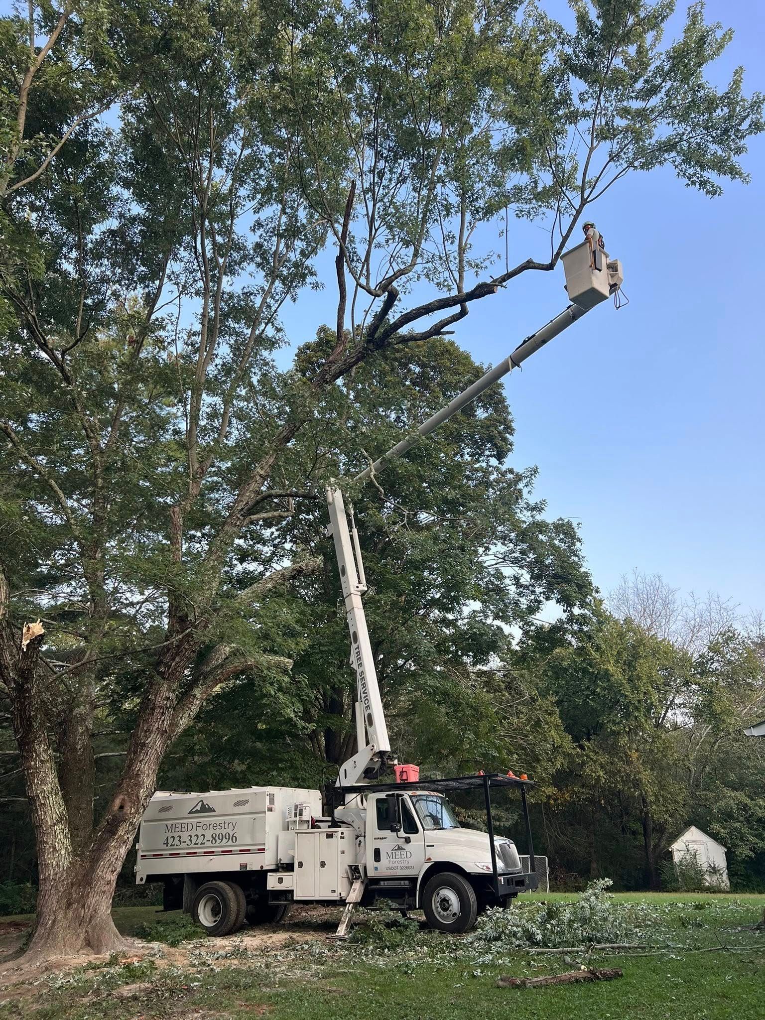A worker in a white bucket truck trims the high branches of a large tree on a sunny day.