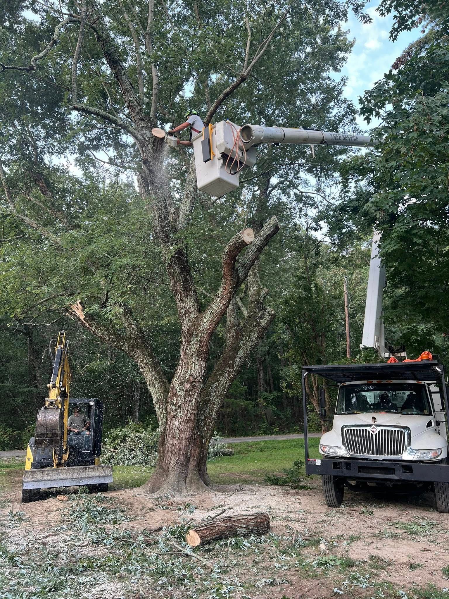 A worker in a bucket truck crane trims a large tree while a small yellow excavator sits nearby on a wooded residential lot.