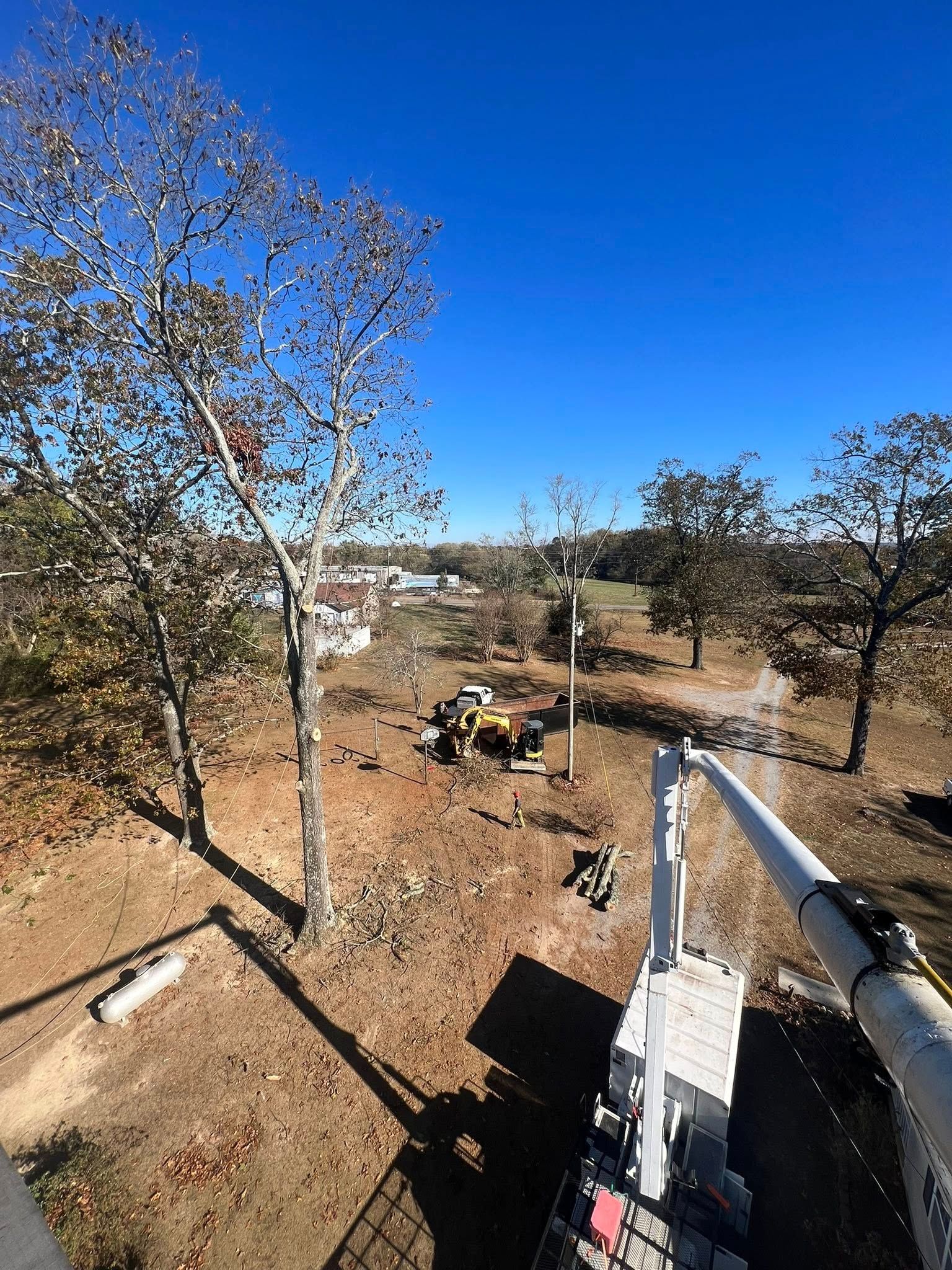 High-angle view of a worker in a bucket truck pruning trees in a dry, grassy clearing under a clear blue sky.