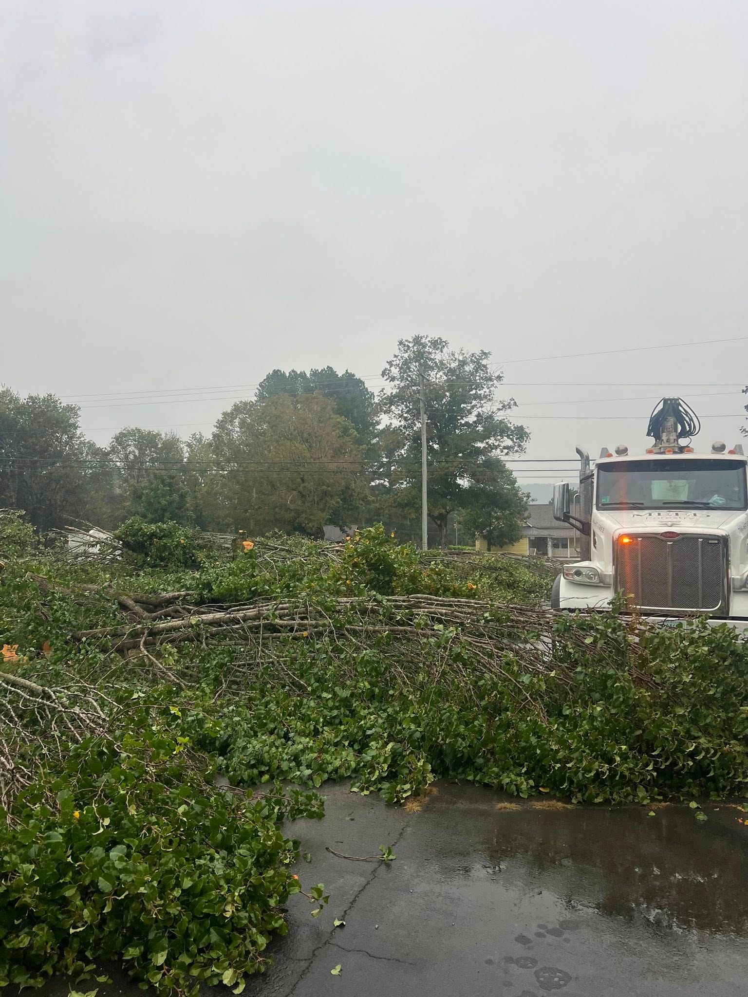A white truck faces a large fallen tree blocking a gray road, with overcast skies and green trees in the background.