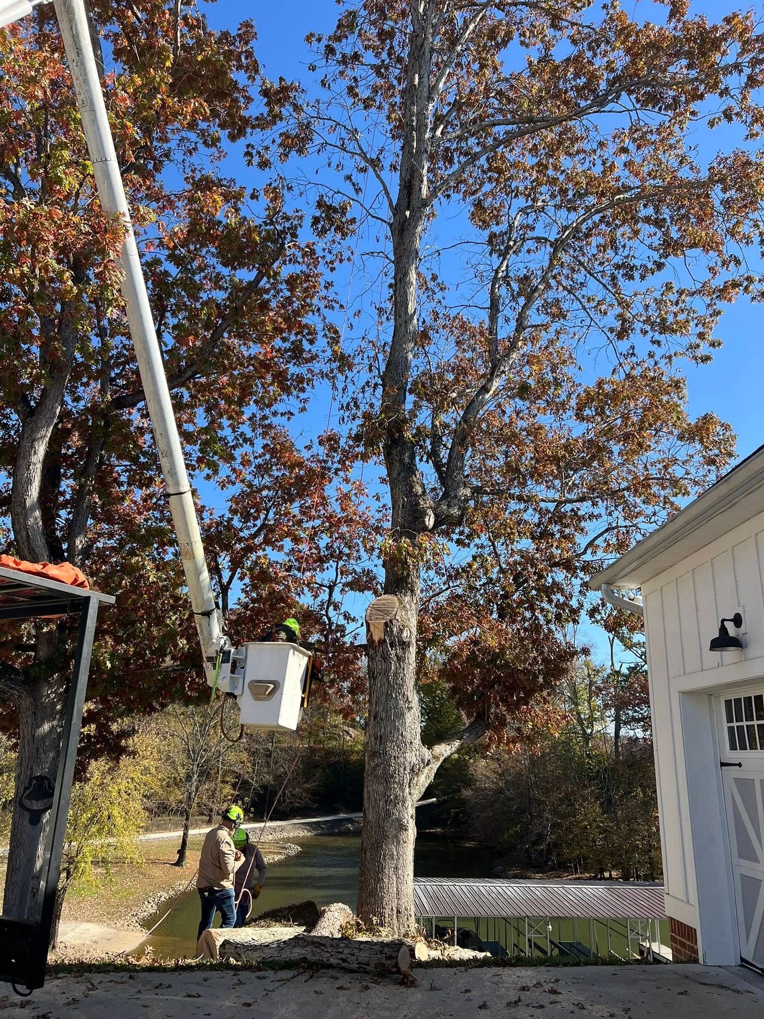 A worker in a bucket truck trims branches from a tall tree near a building on a sunny day.