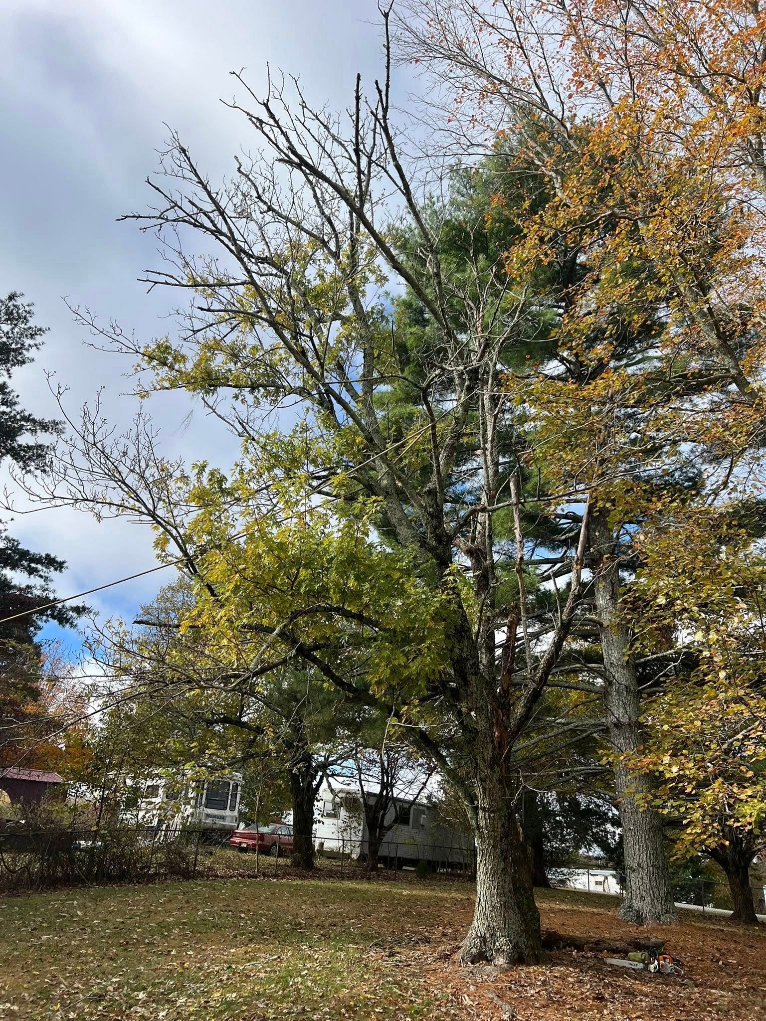 A large tree with thinning, yellowing foliage in autumn, standing in a grassy yard under a partially cloudy sky.