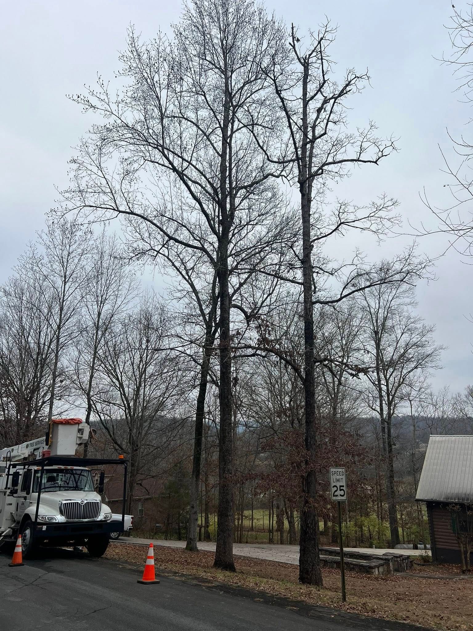 A bucket truck is parked on the side of a road near tall, dormant trees, with orange safety cones placed nearby.
