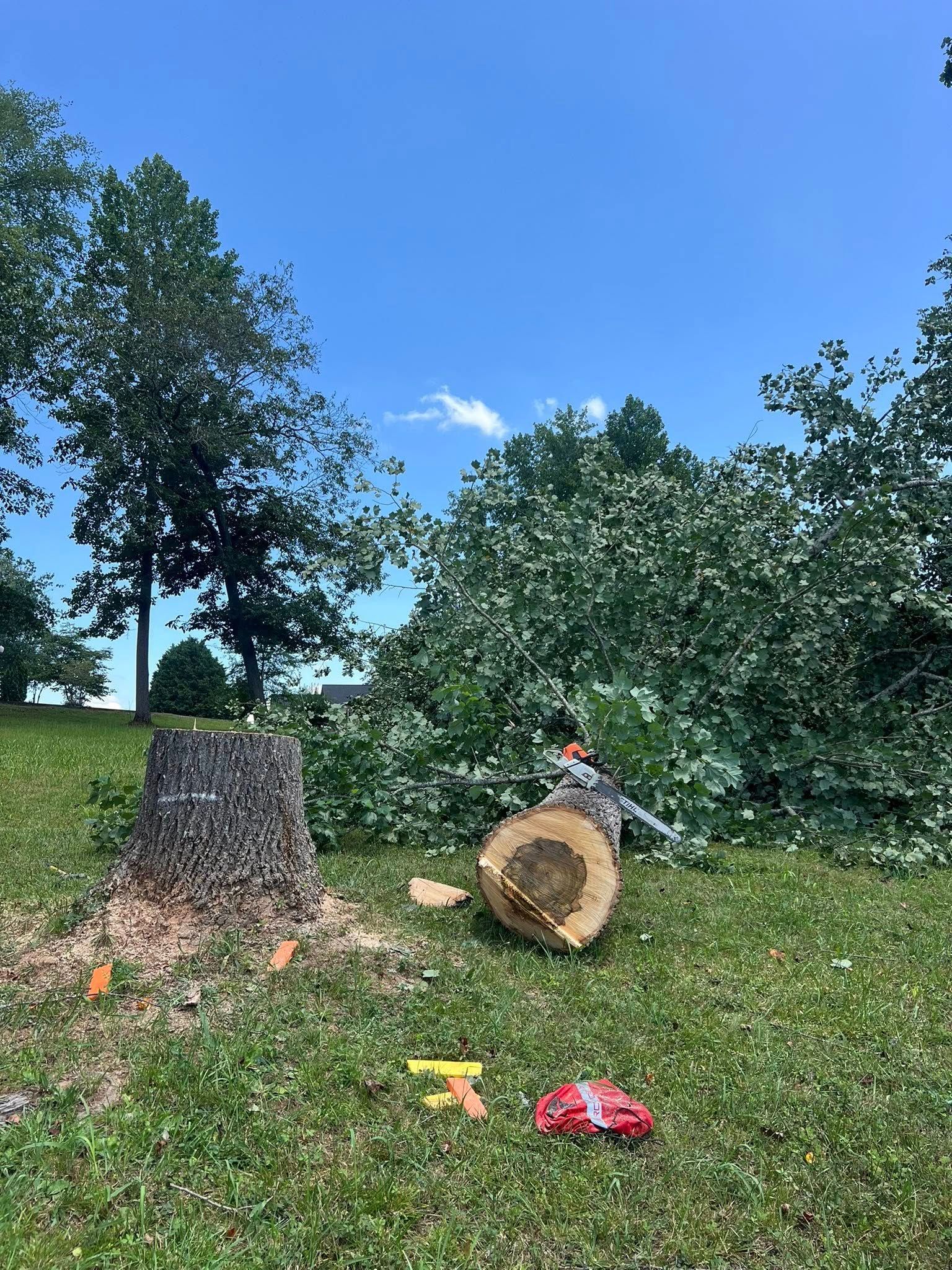 A freshly cut tree stump and a discarded log in a grassy field under a clear blue sky.