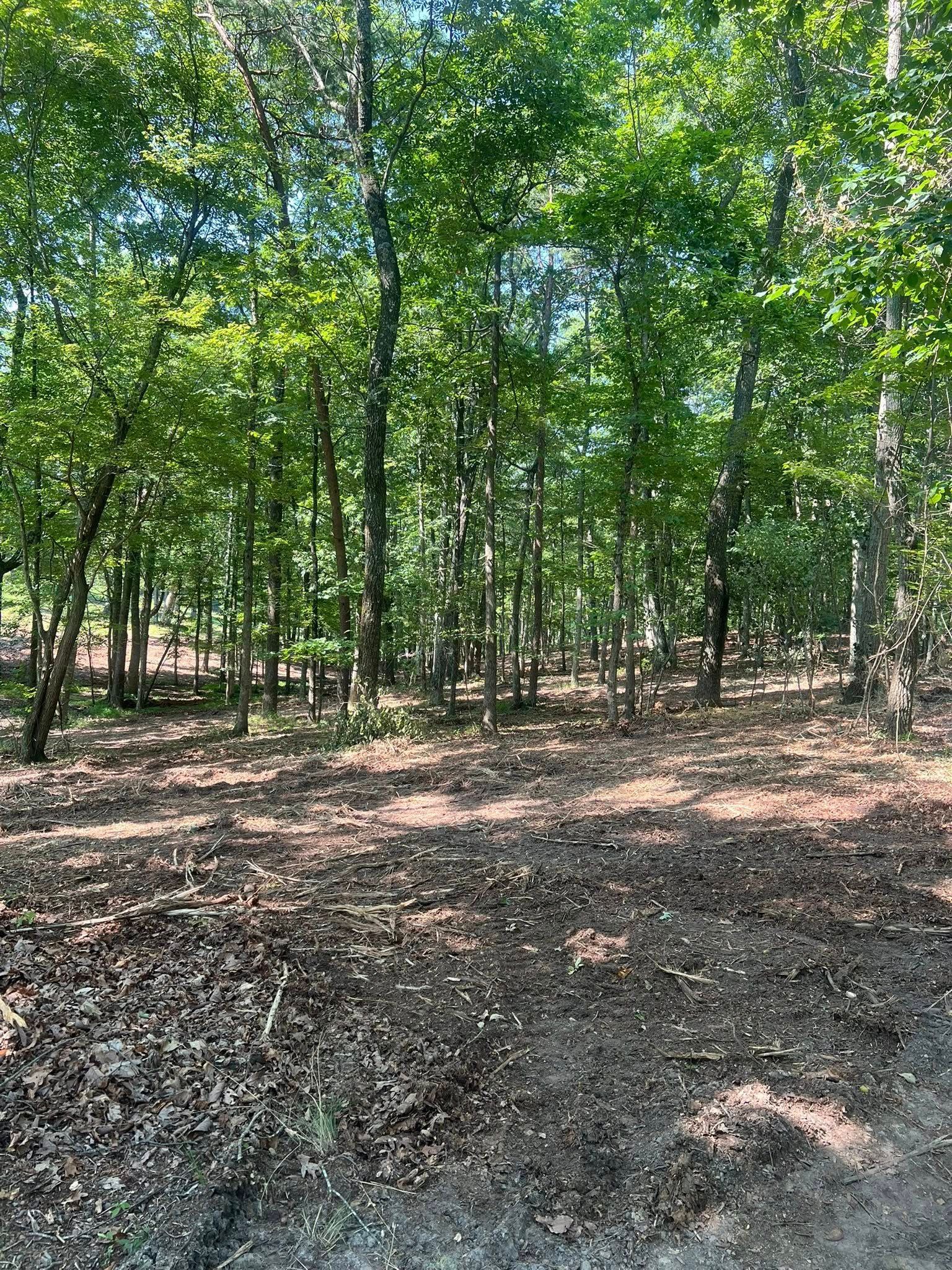 A view of a sunny, deciduous forest with a clearing of fallen leaves and dirt in the foreground.