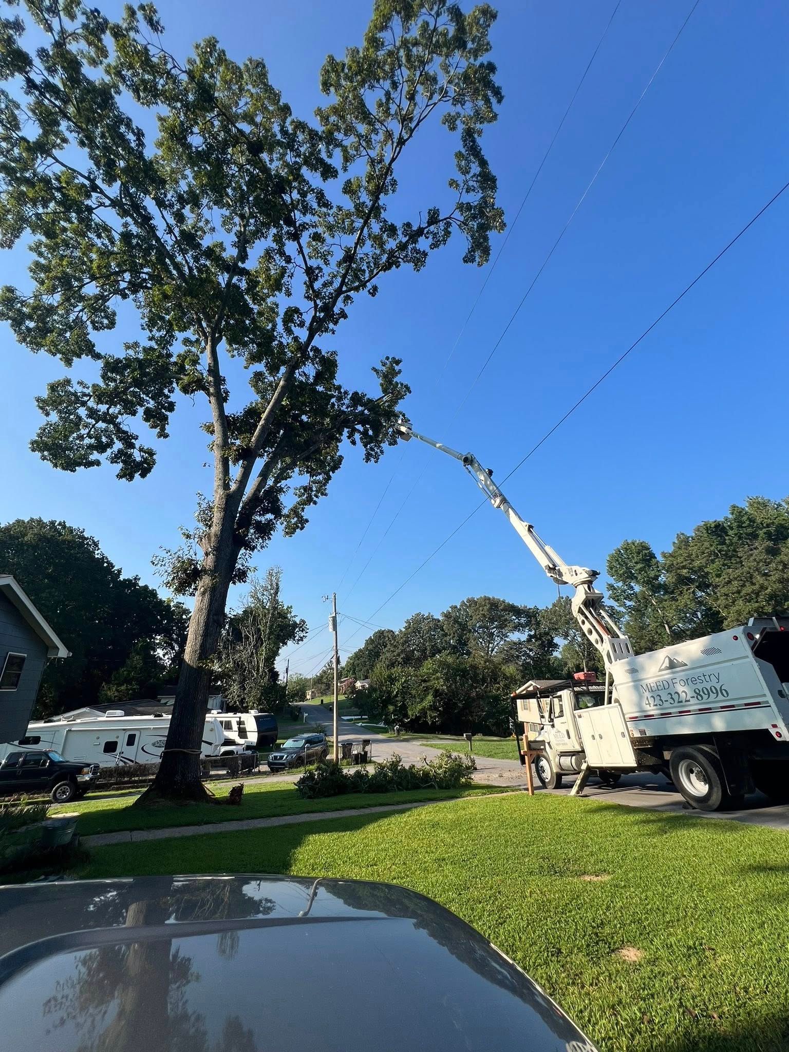 A bucket truck reaches into a tall tree near power lines to perform maintenance work under a clear blue sky.