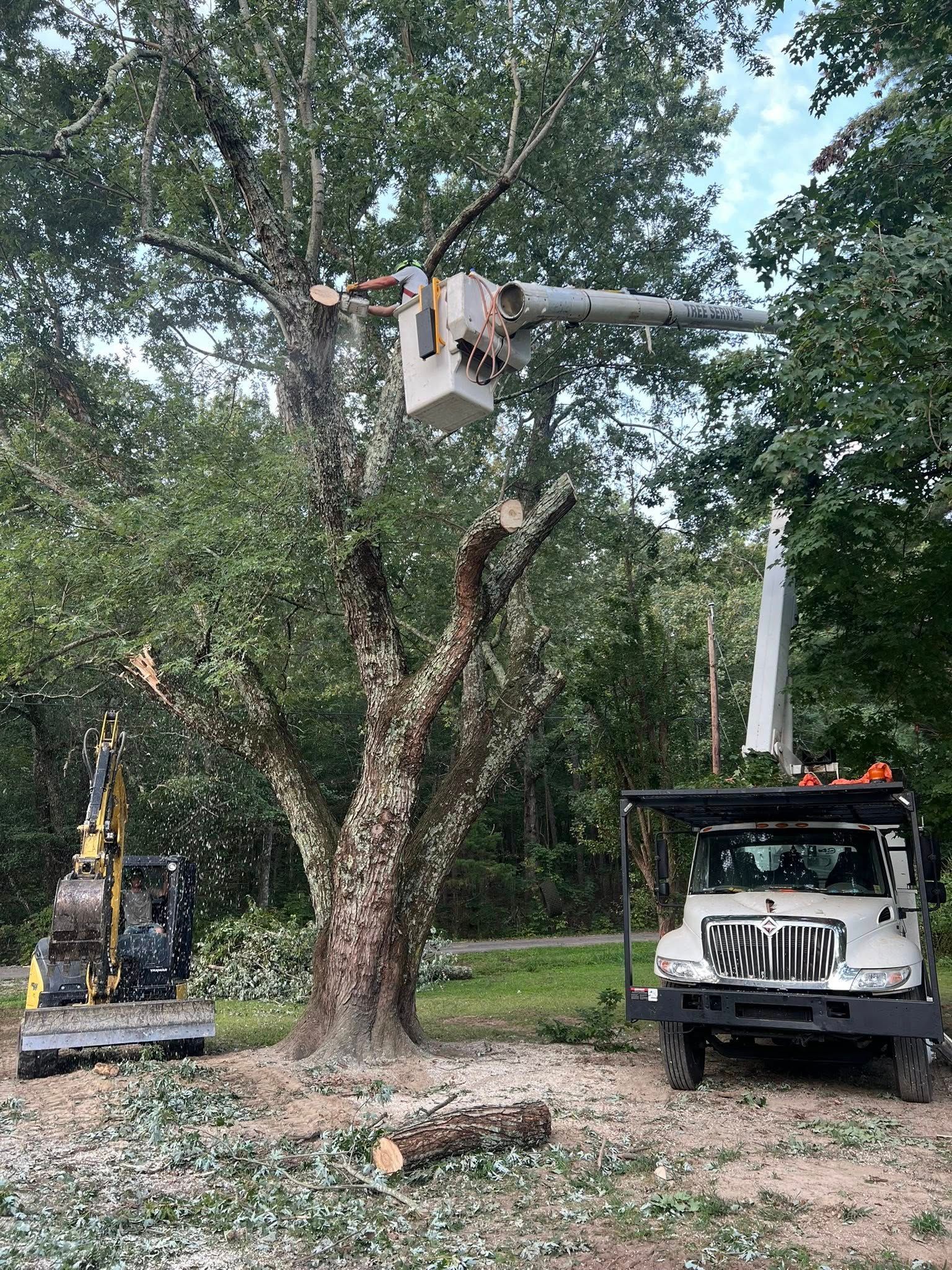 A cherry picker bucket reaches into a large tree as workers prune branches, with a white truck and excavator nearby.
