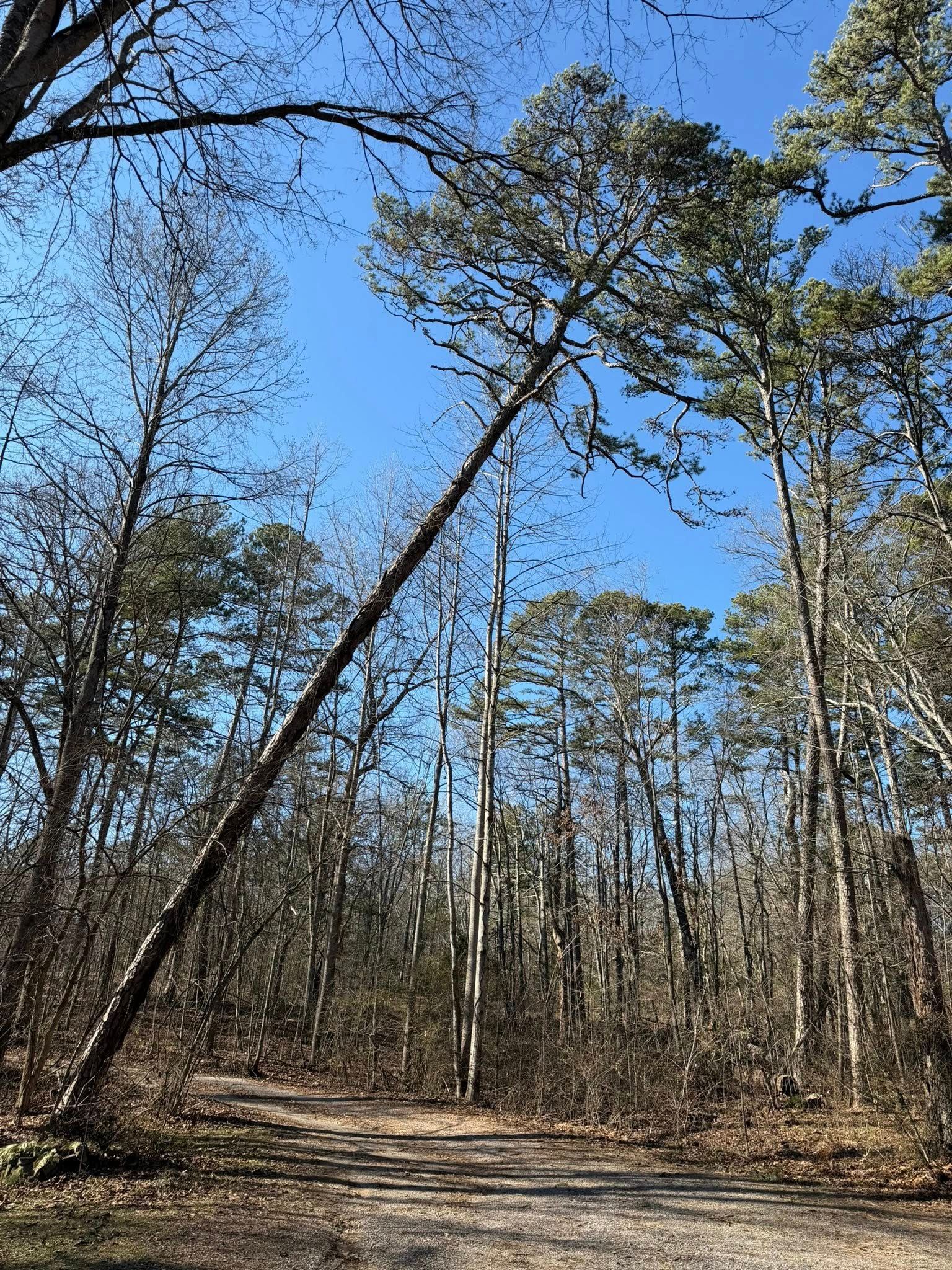 A tall pine tree leans diagonally over a dirt path in a sunny, wooded forest.