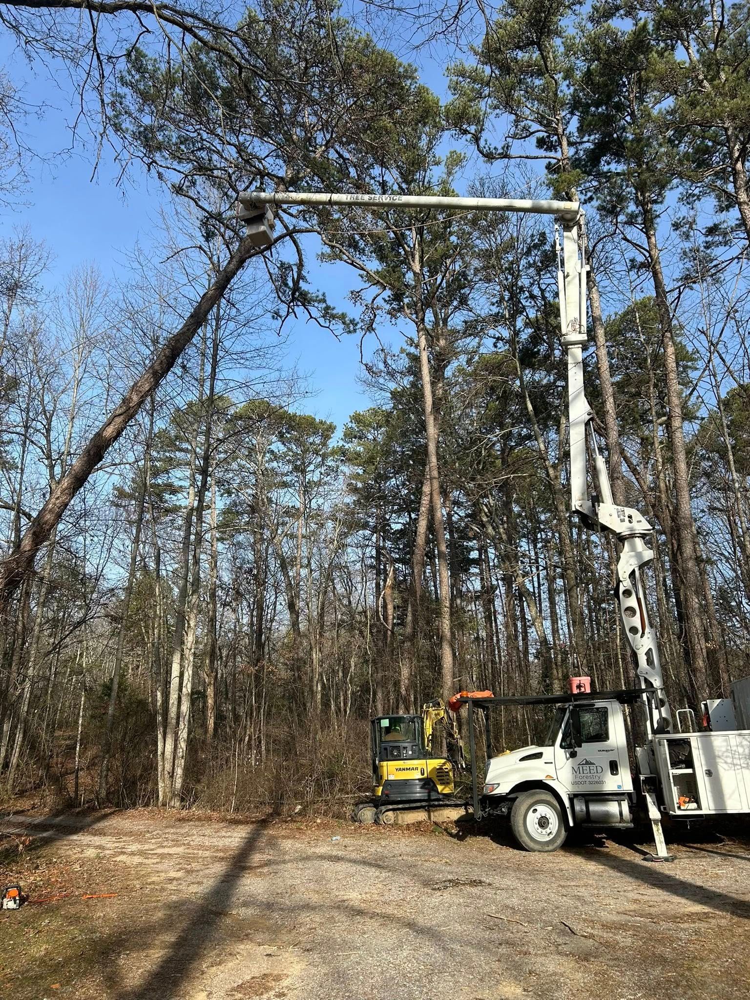A bucket truck and yellow excavator work among trees in a wooded area on a sunny day.