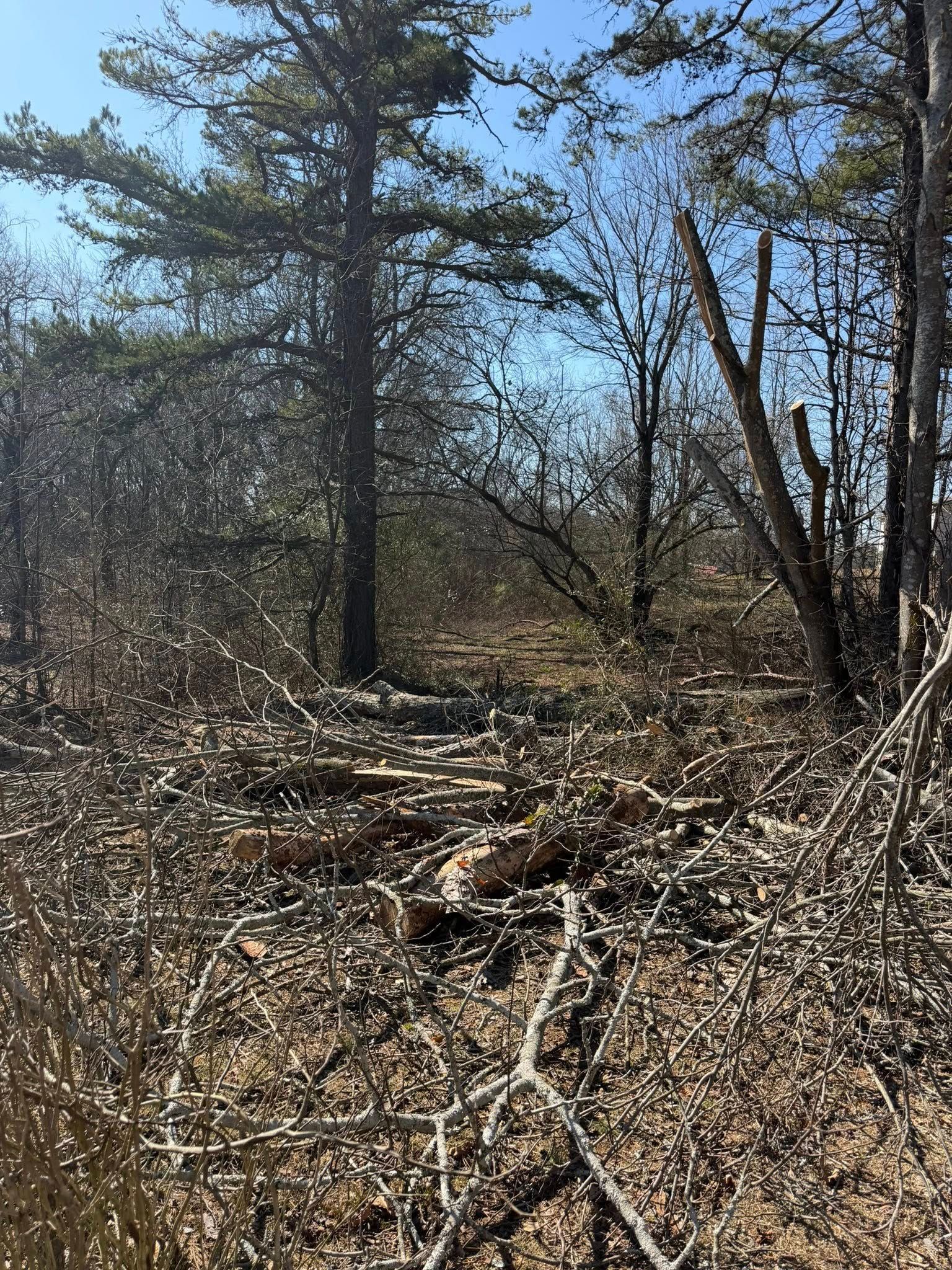 A wooded area featuring a tall, dark pine tree and a forest floor covered in fallen branches and dry, tangled brush.