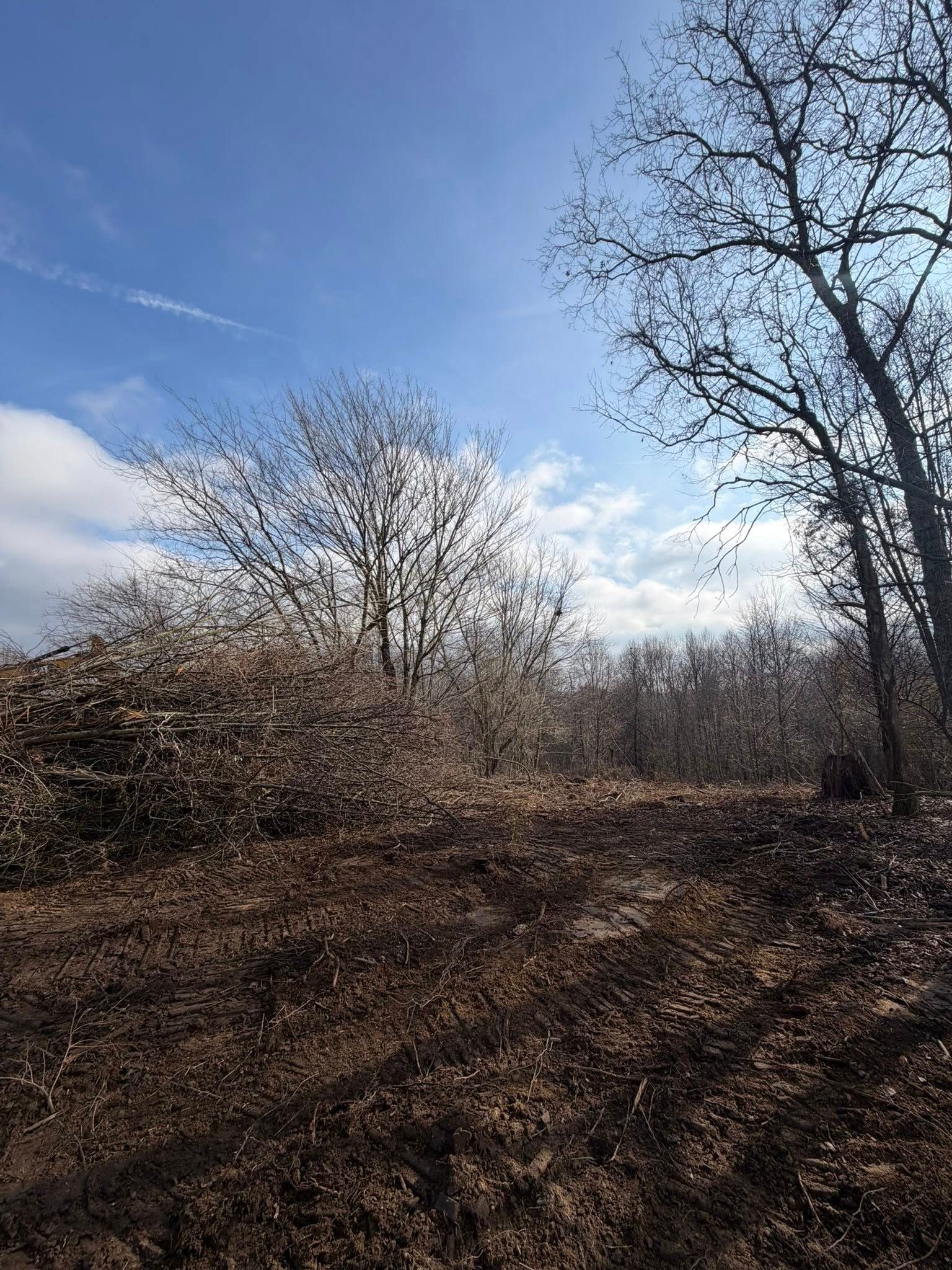 A clearing of dark, tilled soil with piles of brush under a bright blue, cloudy sky and several bare-branched trees.