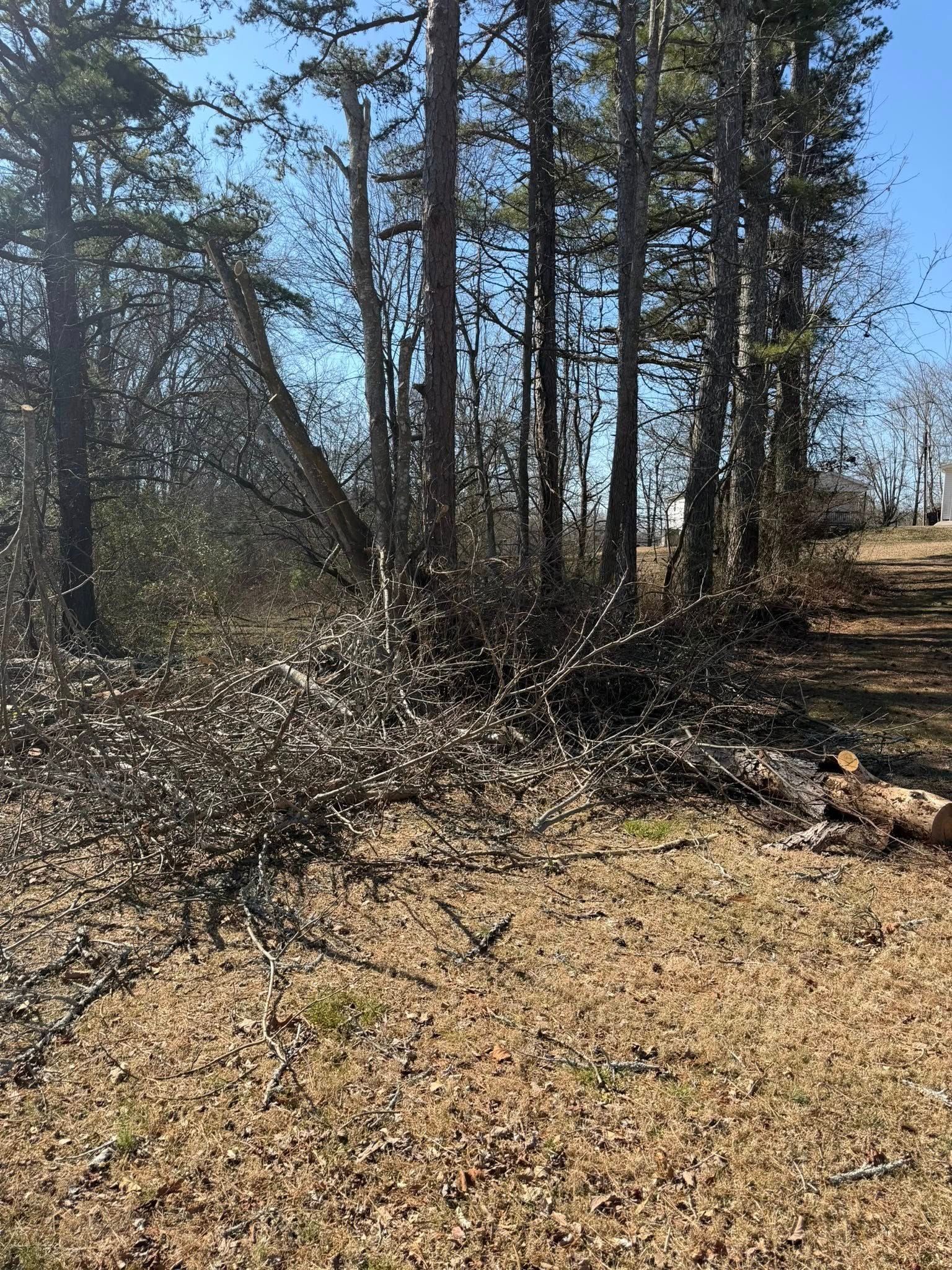 A wooded area with a line of tall trees, featuring a pile of cleared, fallen branches in the foreground.