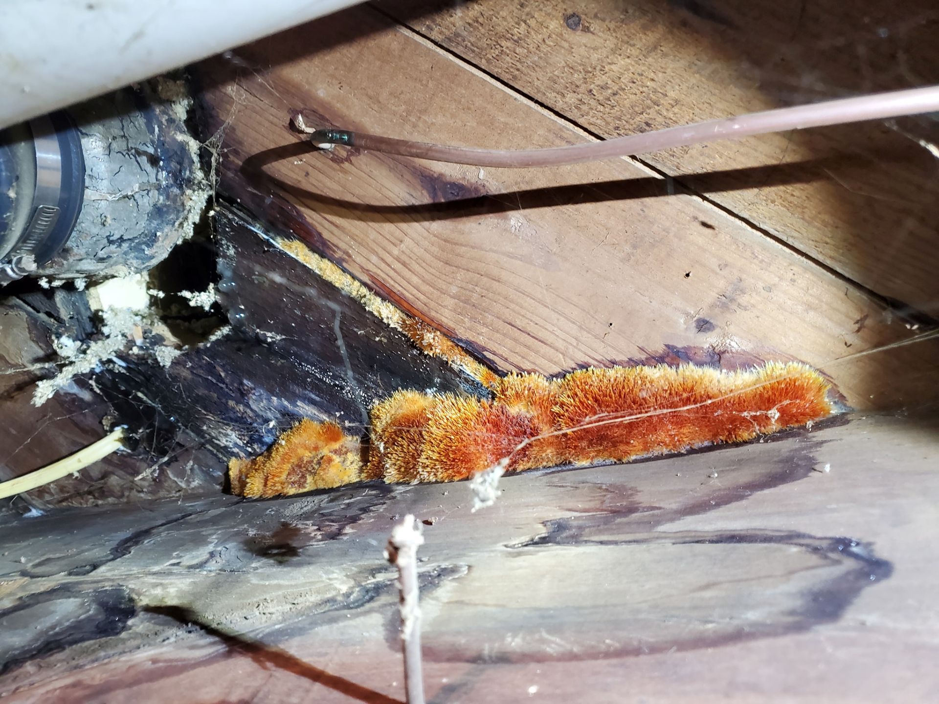A patch of orange, fuzzy fungal growth on dark wood near a pipe and electrical wire in a dark, confined space.