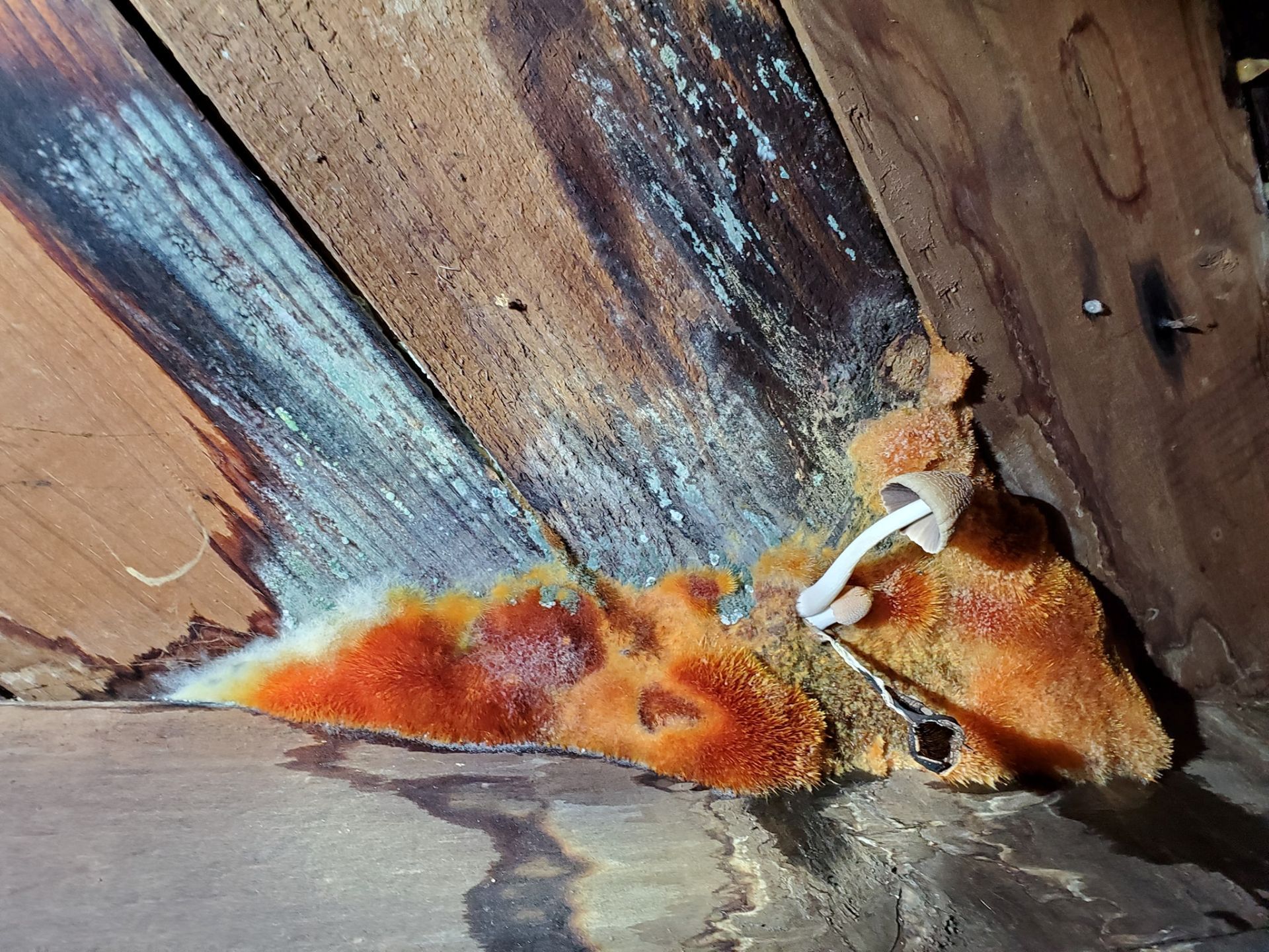 A fungus with an orange, textured growth and small white mushroom caps, sprouting from a damp, dark wooden structure.