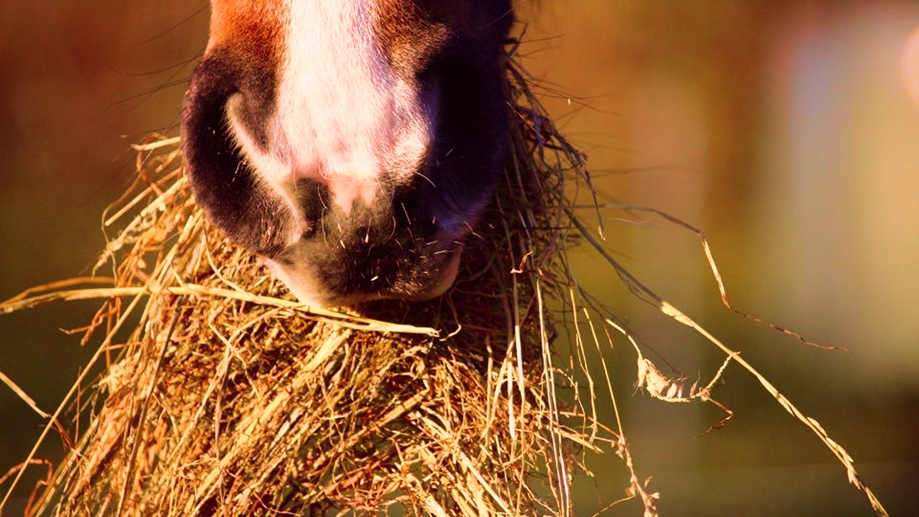 paardenvoeding