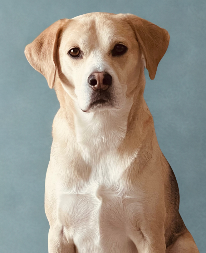 Dog with tan and white fur, gazing at the camera against a light blue background.