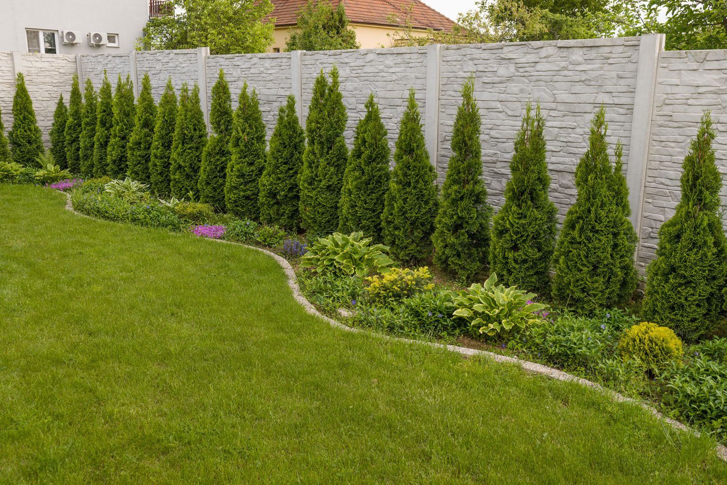 Neatly landscaped backyard with a row of evergreen shrubs along a stone fence and trimmed green lawn.