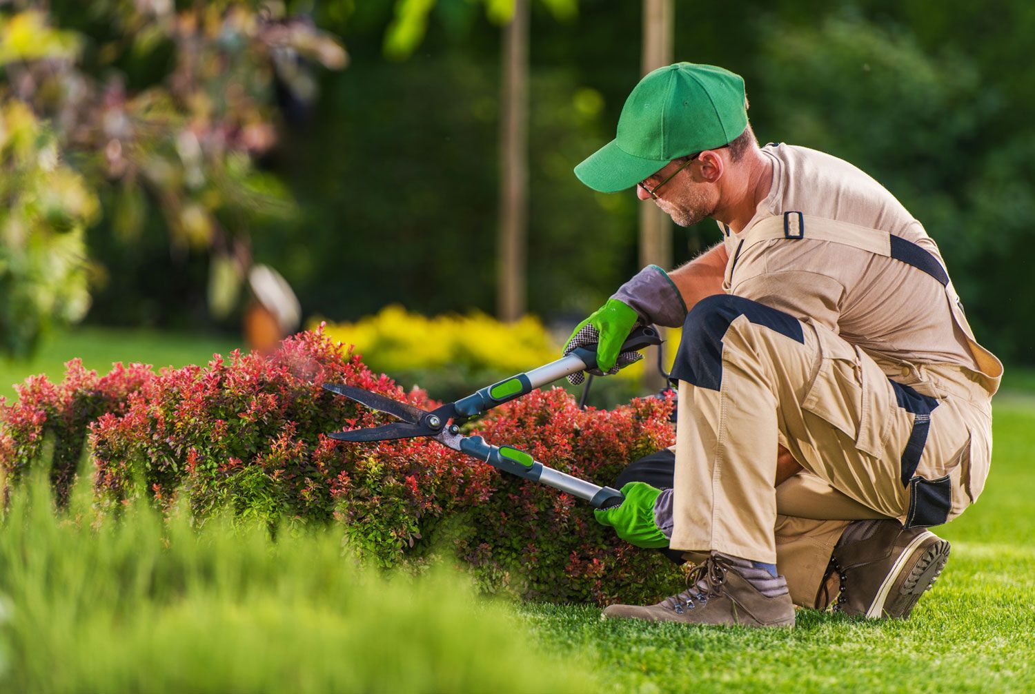 Gardener kneeling with hedge trimmer, trimming red shrubs in a green garden